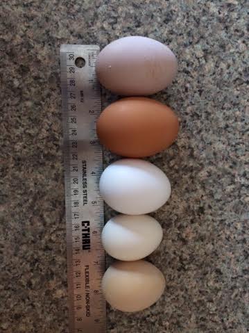 Hens Eggs -Top to bottom - 2 Golden Buff Eggs, Ancona, 2 Silkie Eggs