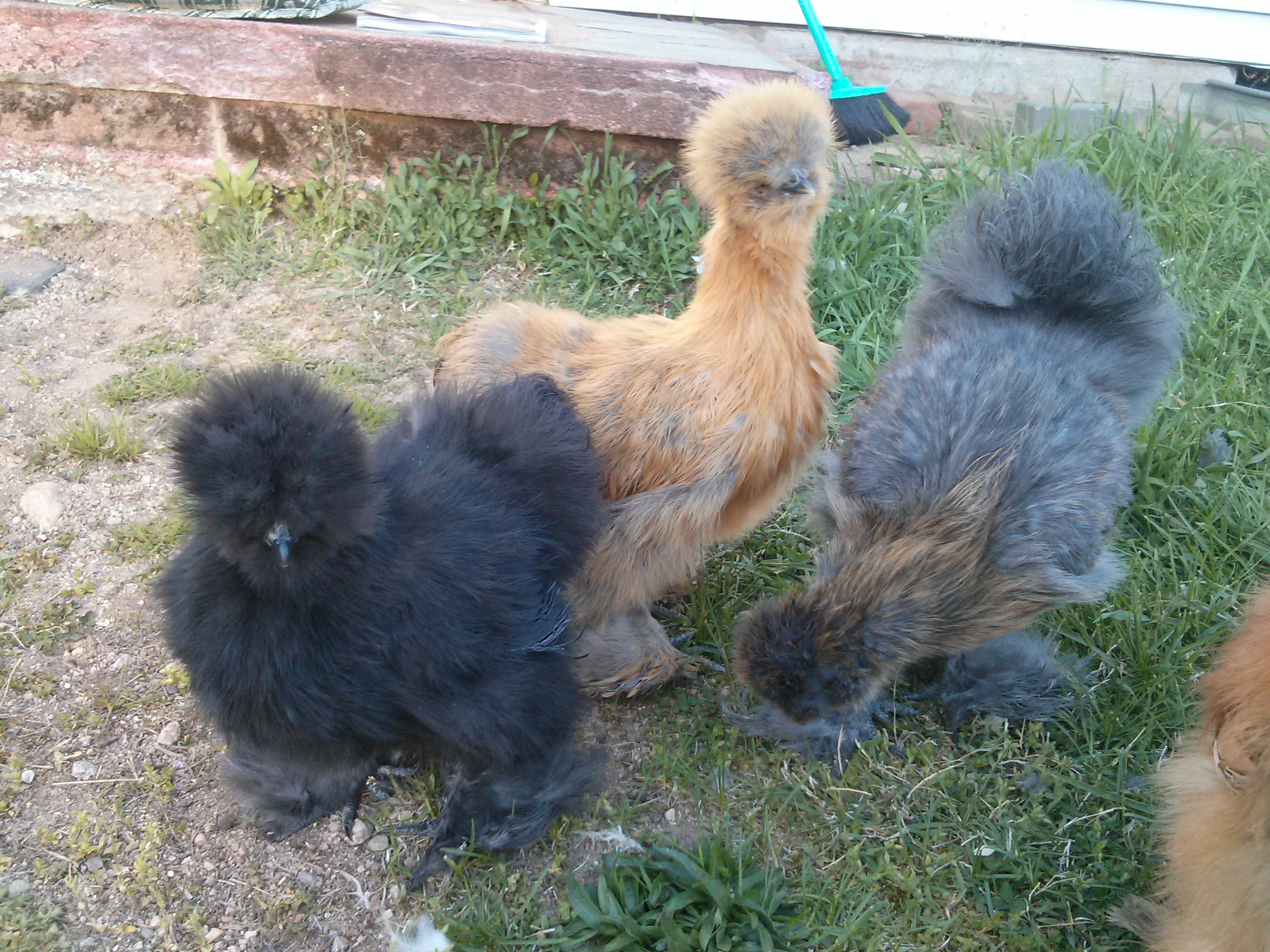 Hens: Eight Pack, Chunky Monkey, and Roo: Oolong