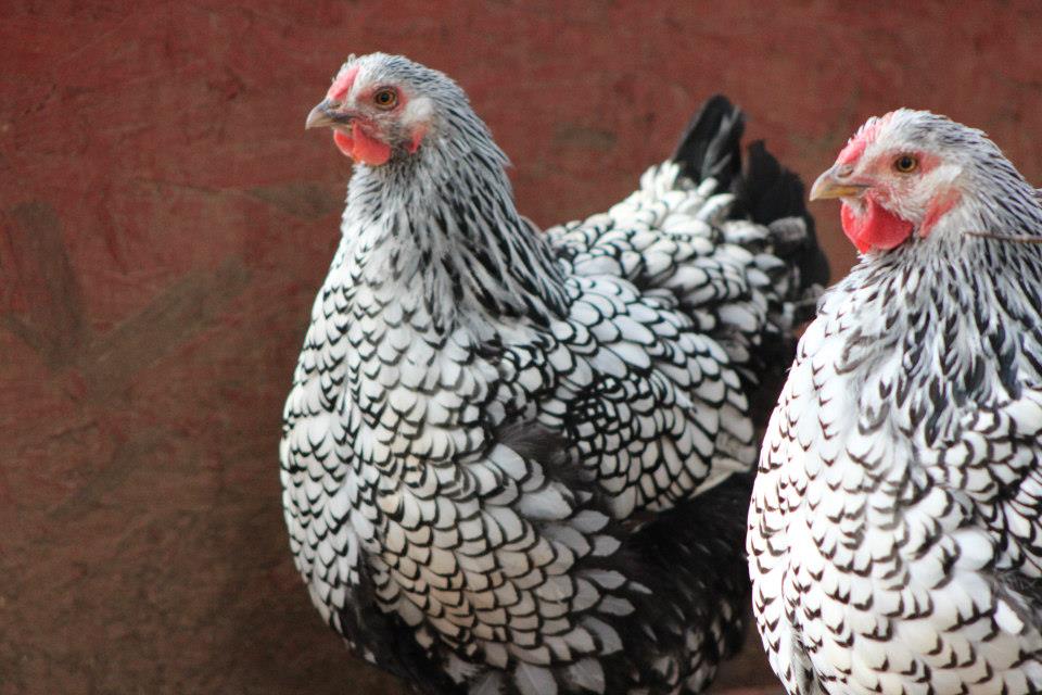 Hens from flock #1
