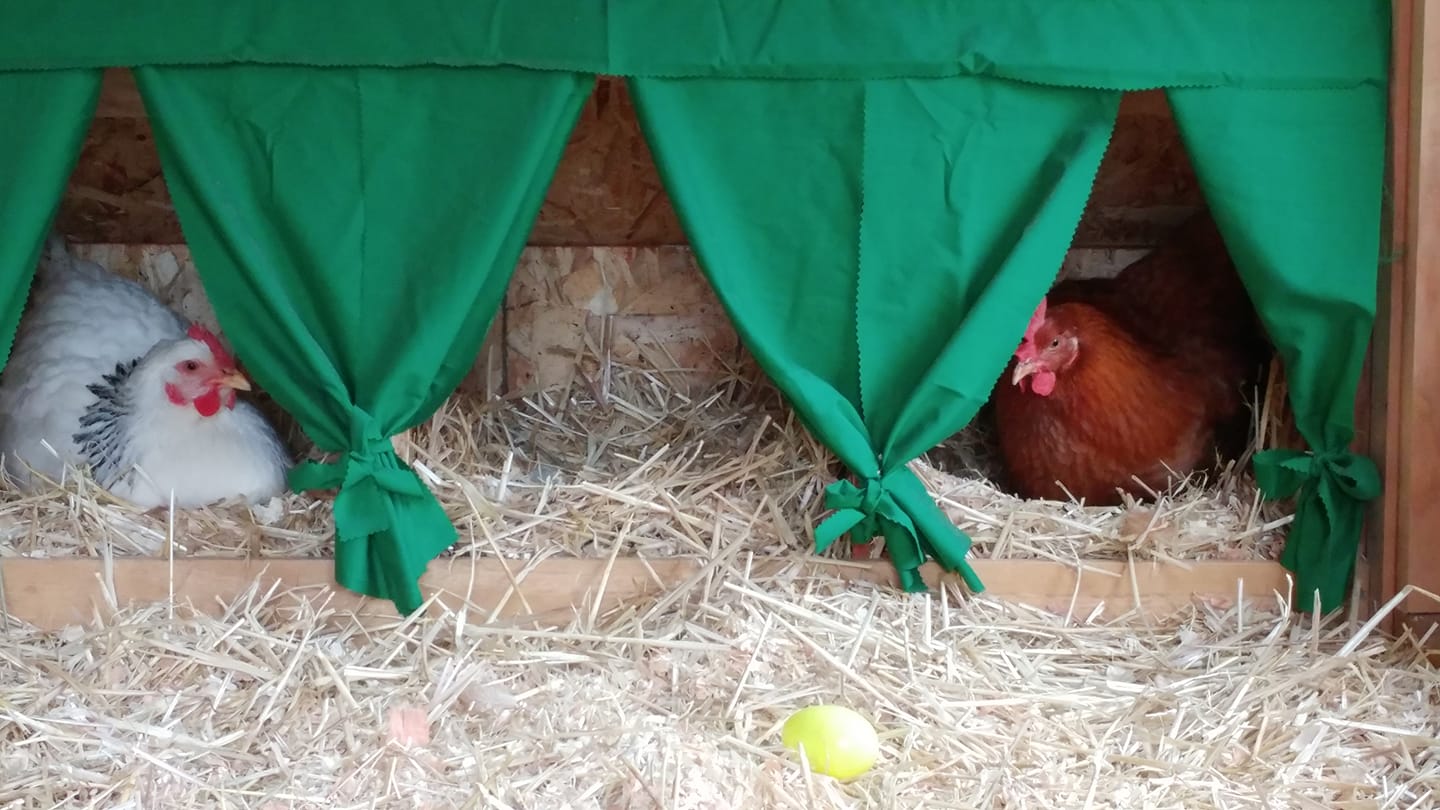 Hens In Their Nesting Boxes