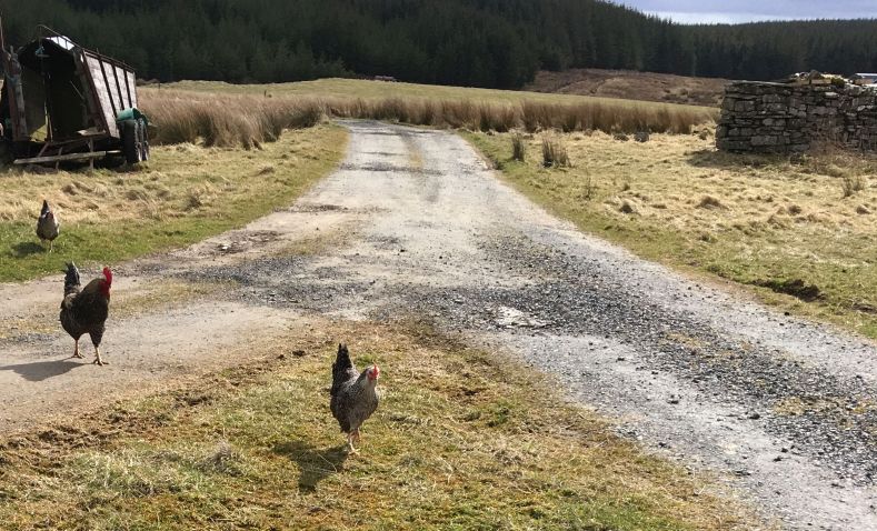 hens marans front.jpg