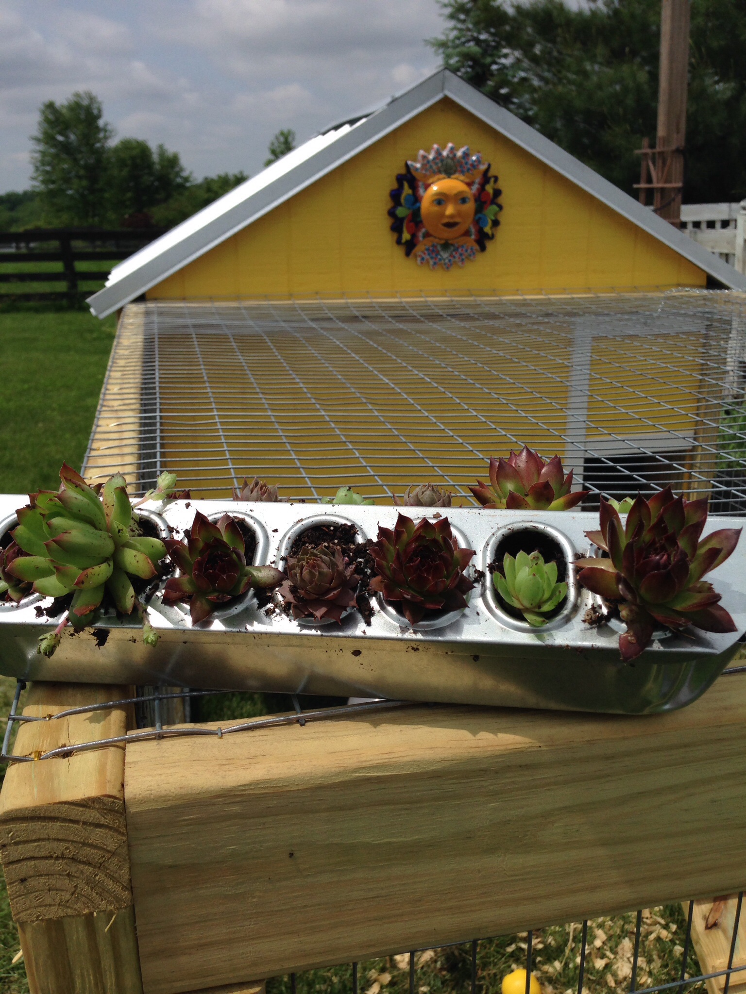 Hens n chicks planter!