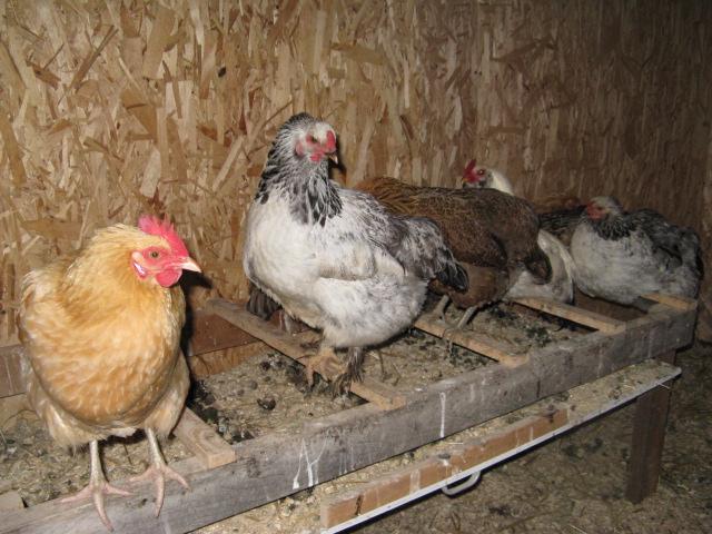hens on roost, poop boards with hay or pine shavings make it easy to clean