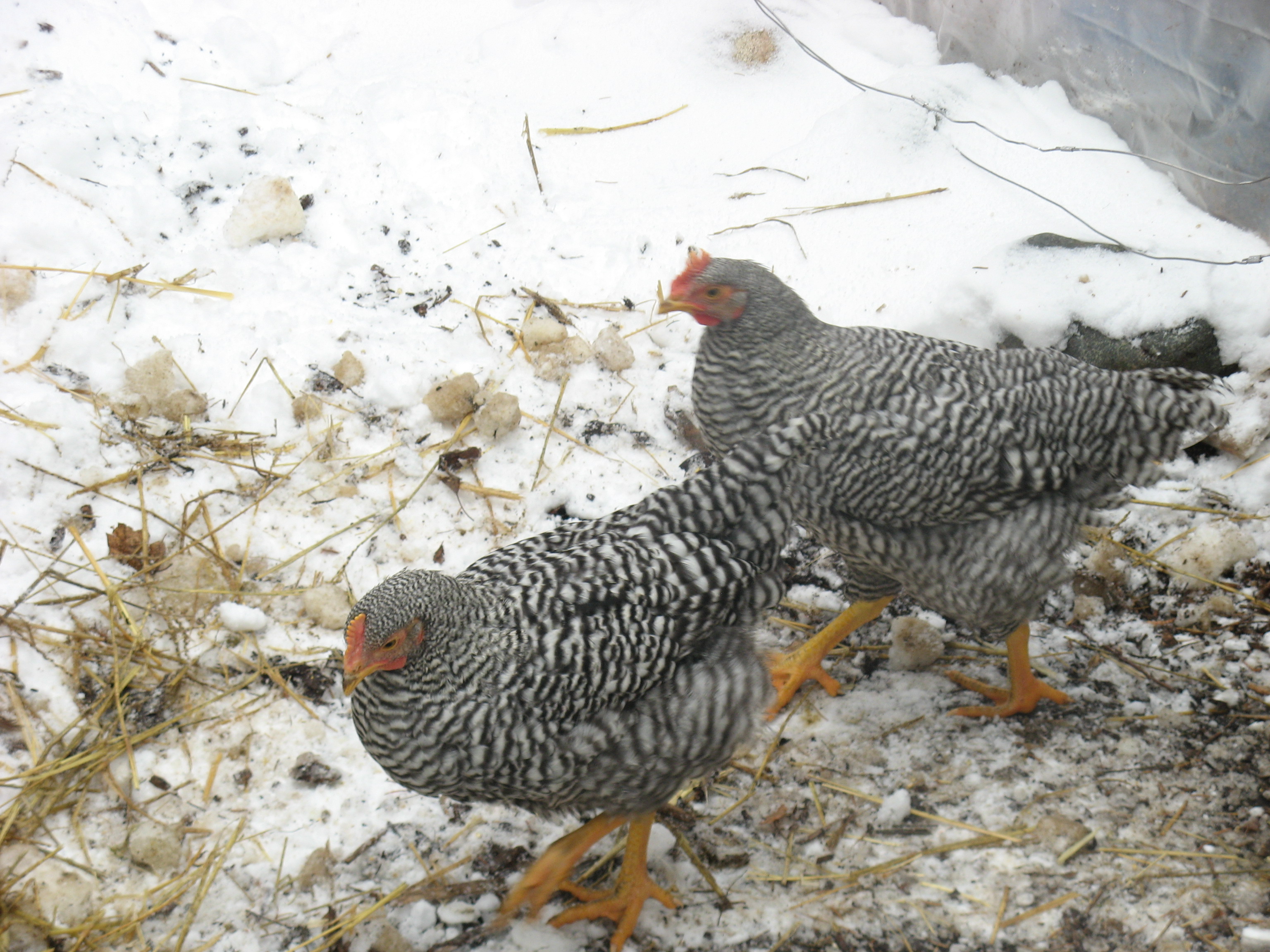 Hens  or Roosters???