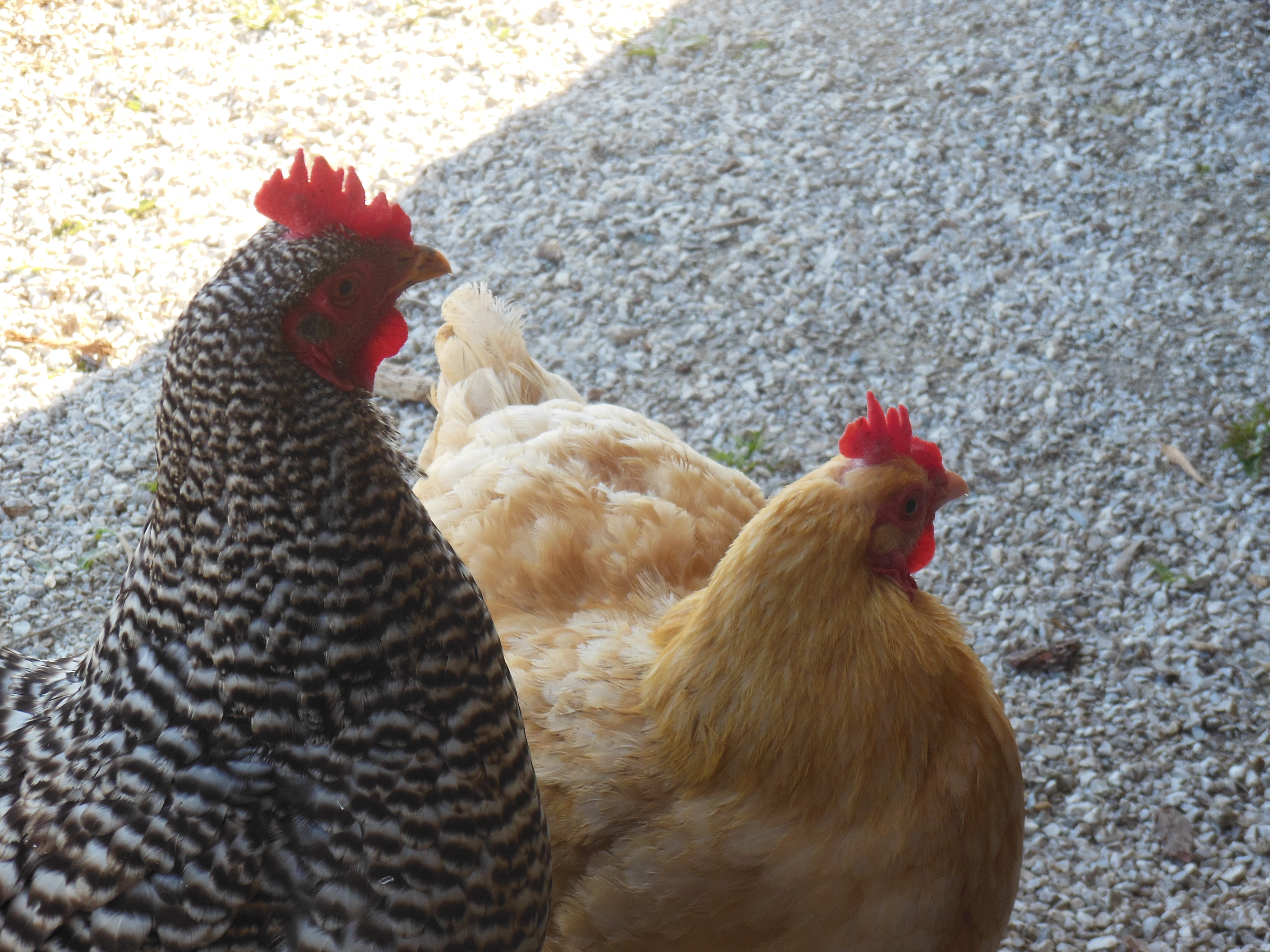 hens
