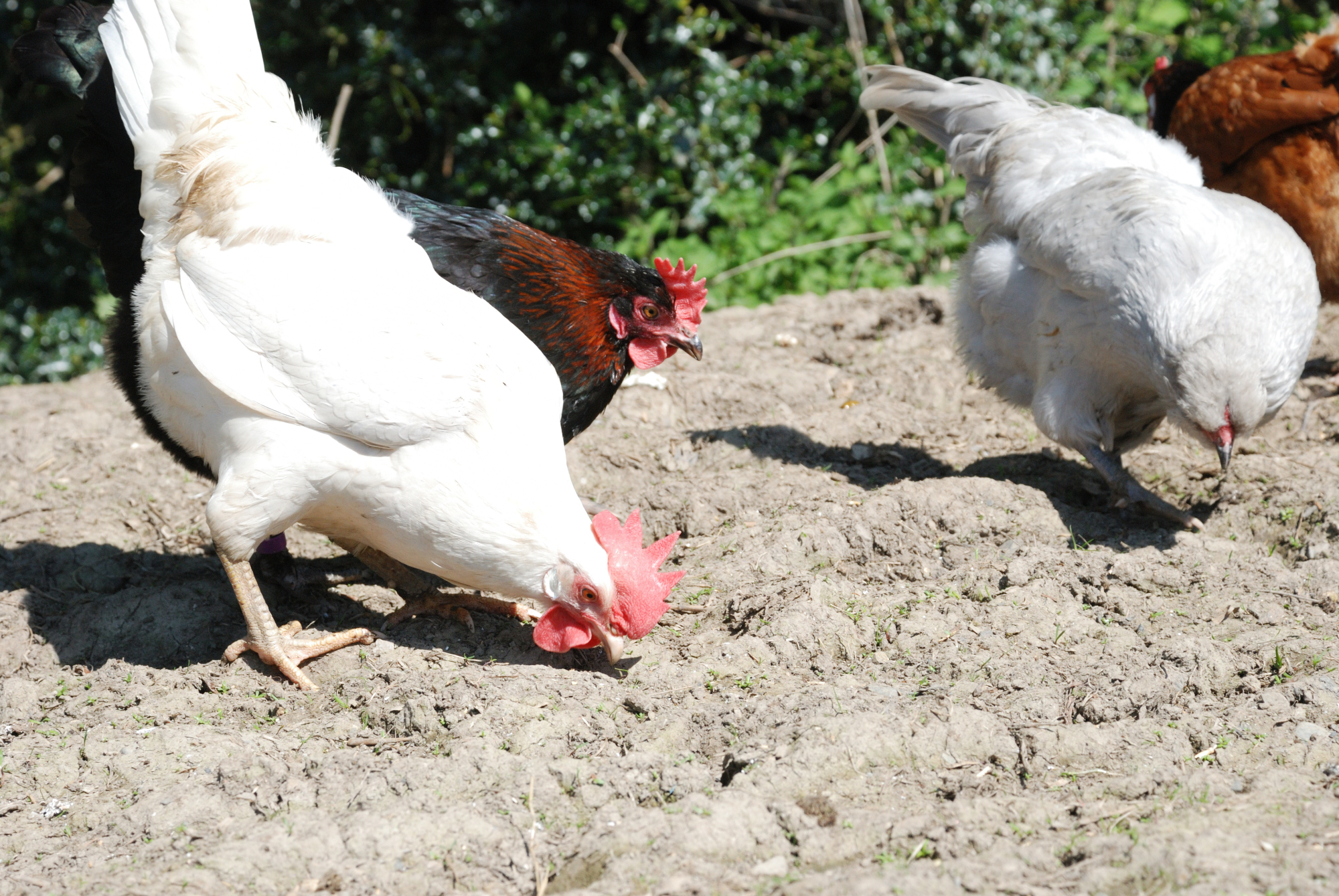 Hens