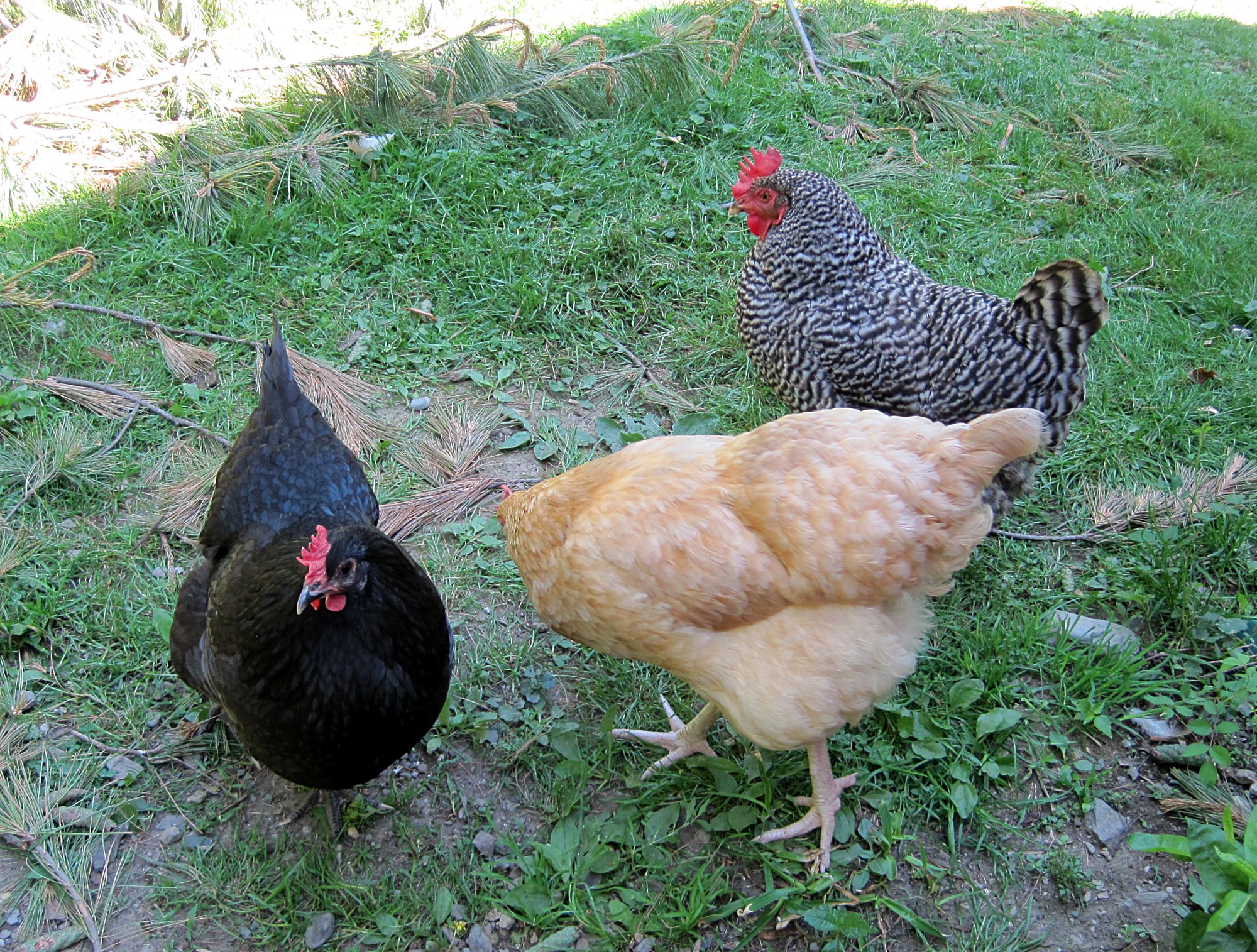 Hens061517f