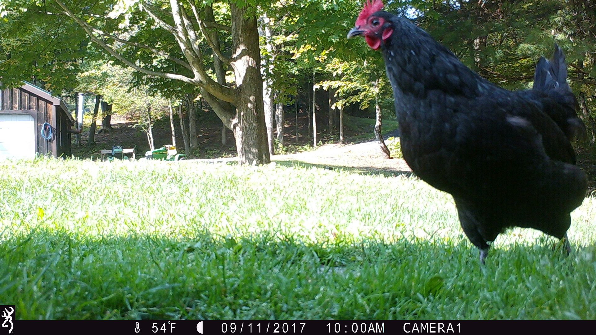 Hens091117h