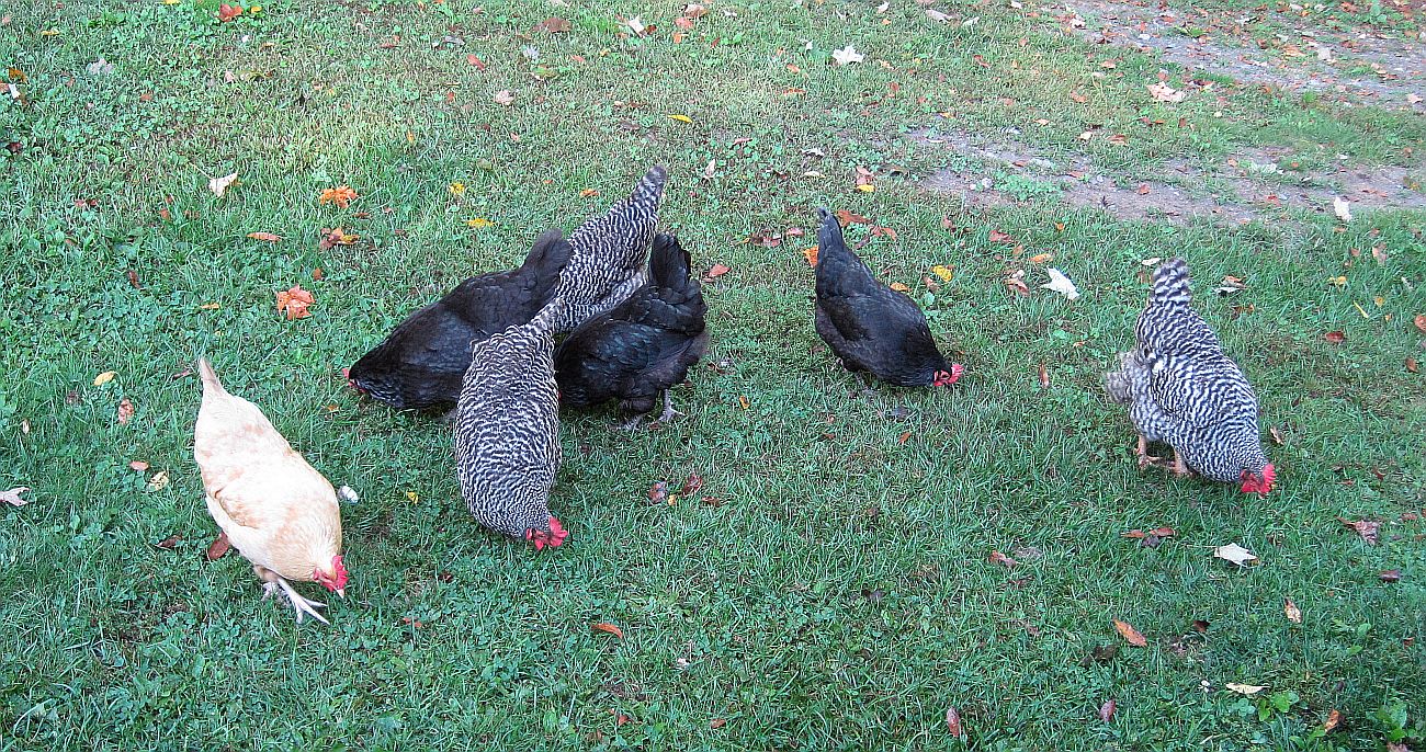 Hens092217c