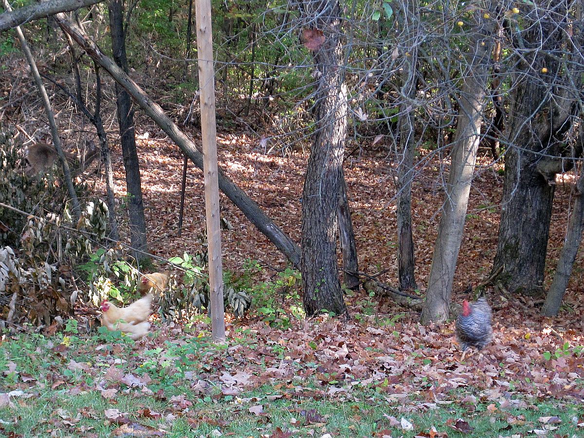 Hensdeerwoods100217a