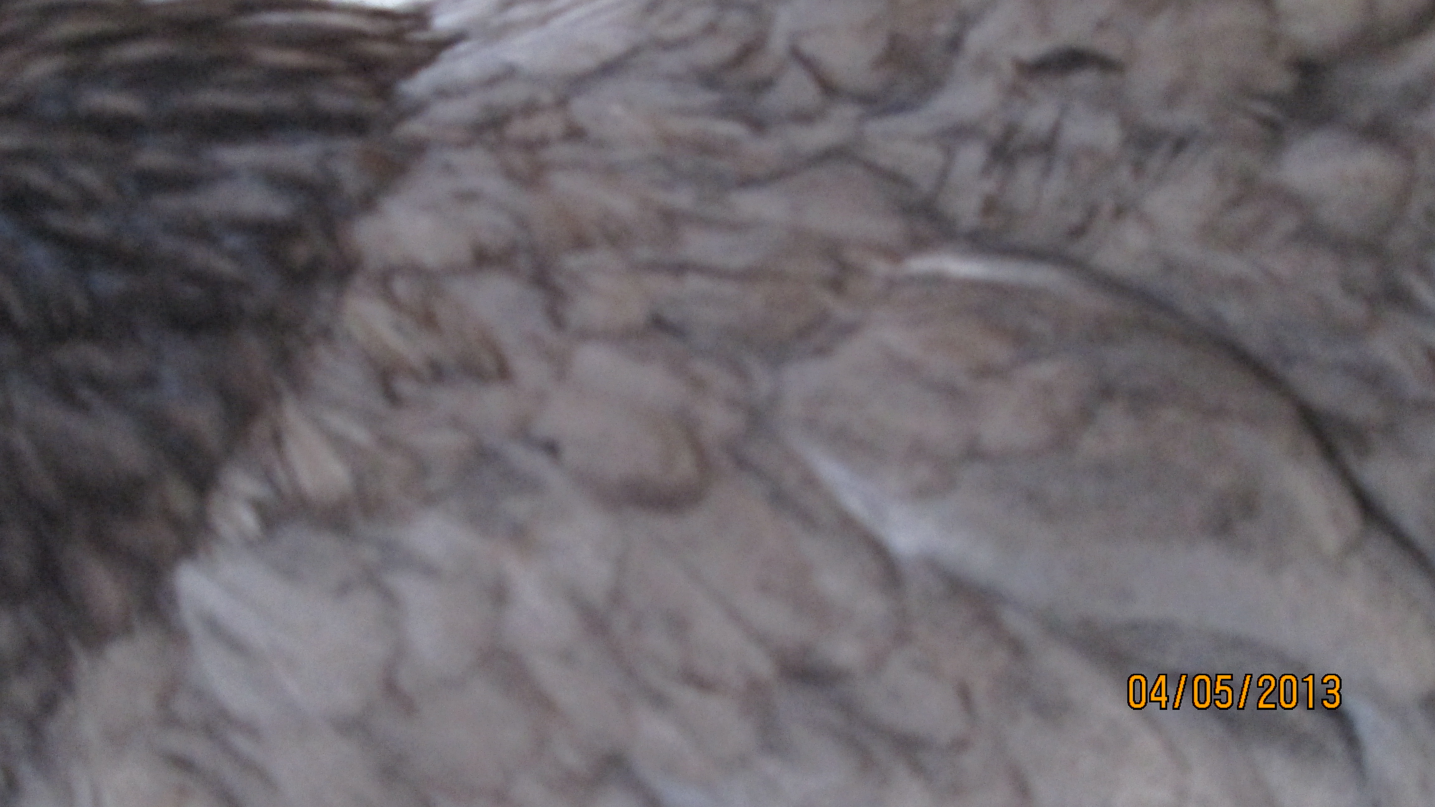 her back and wing