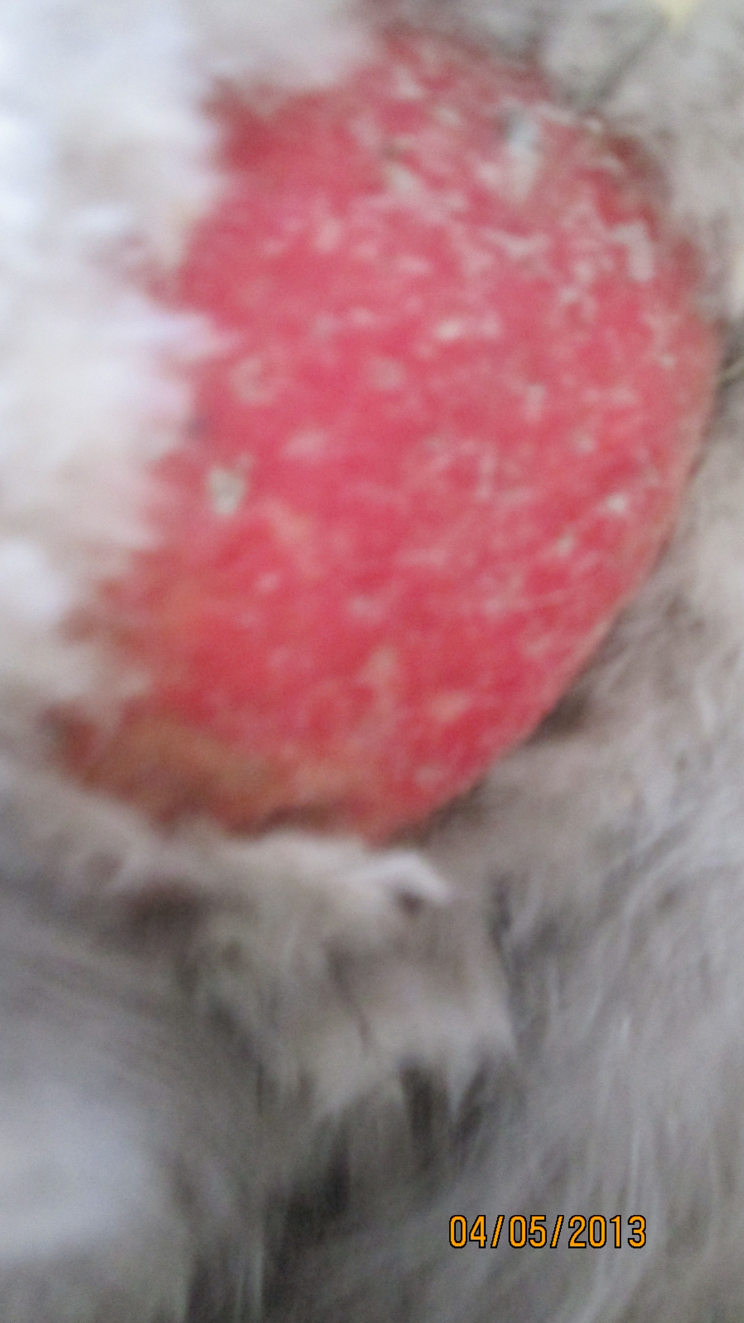 her bum(white spots are where feathers are SUPPOSED to be growing in