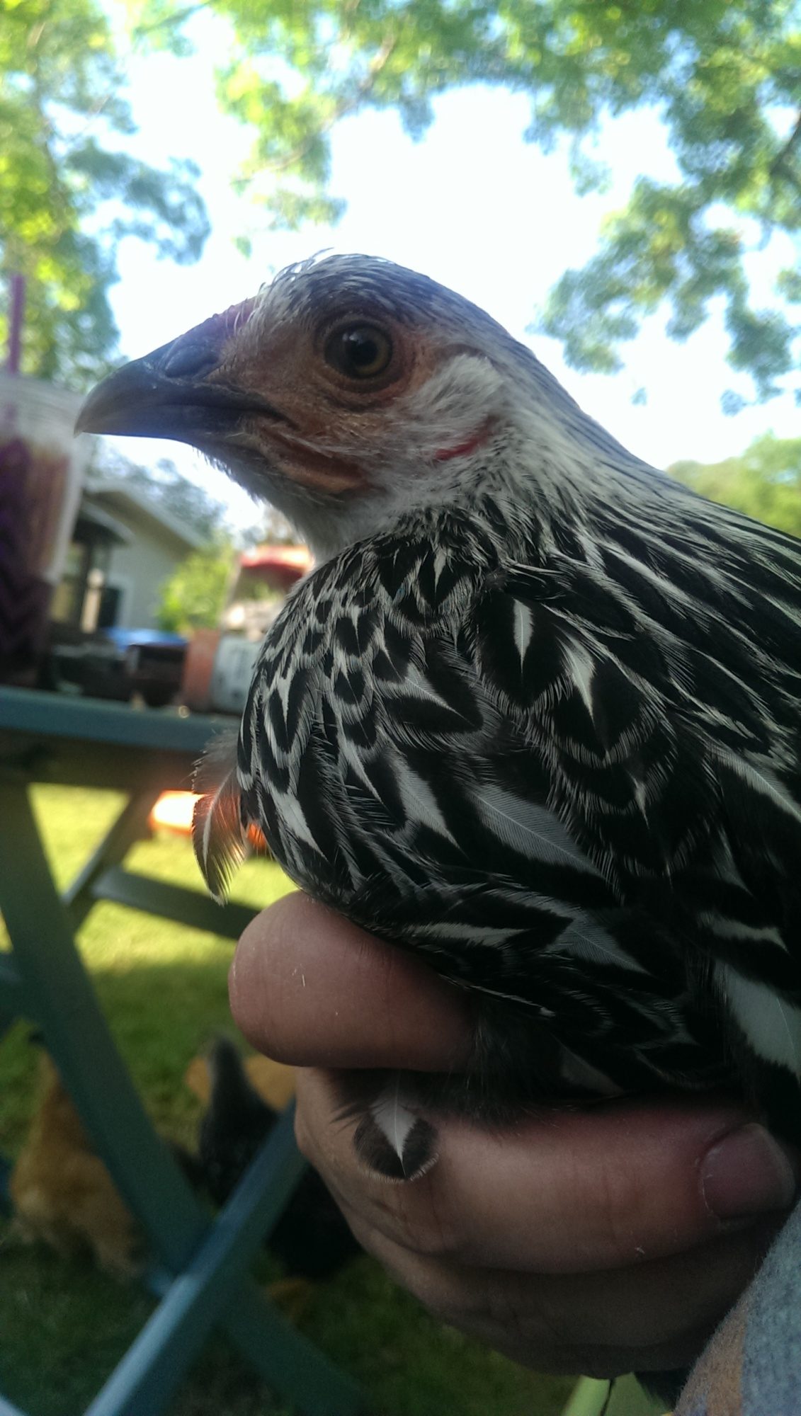 Her feathers are starting to lace out and get so pretty