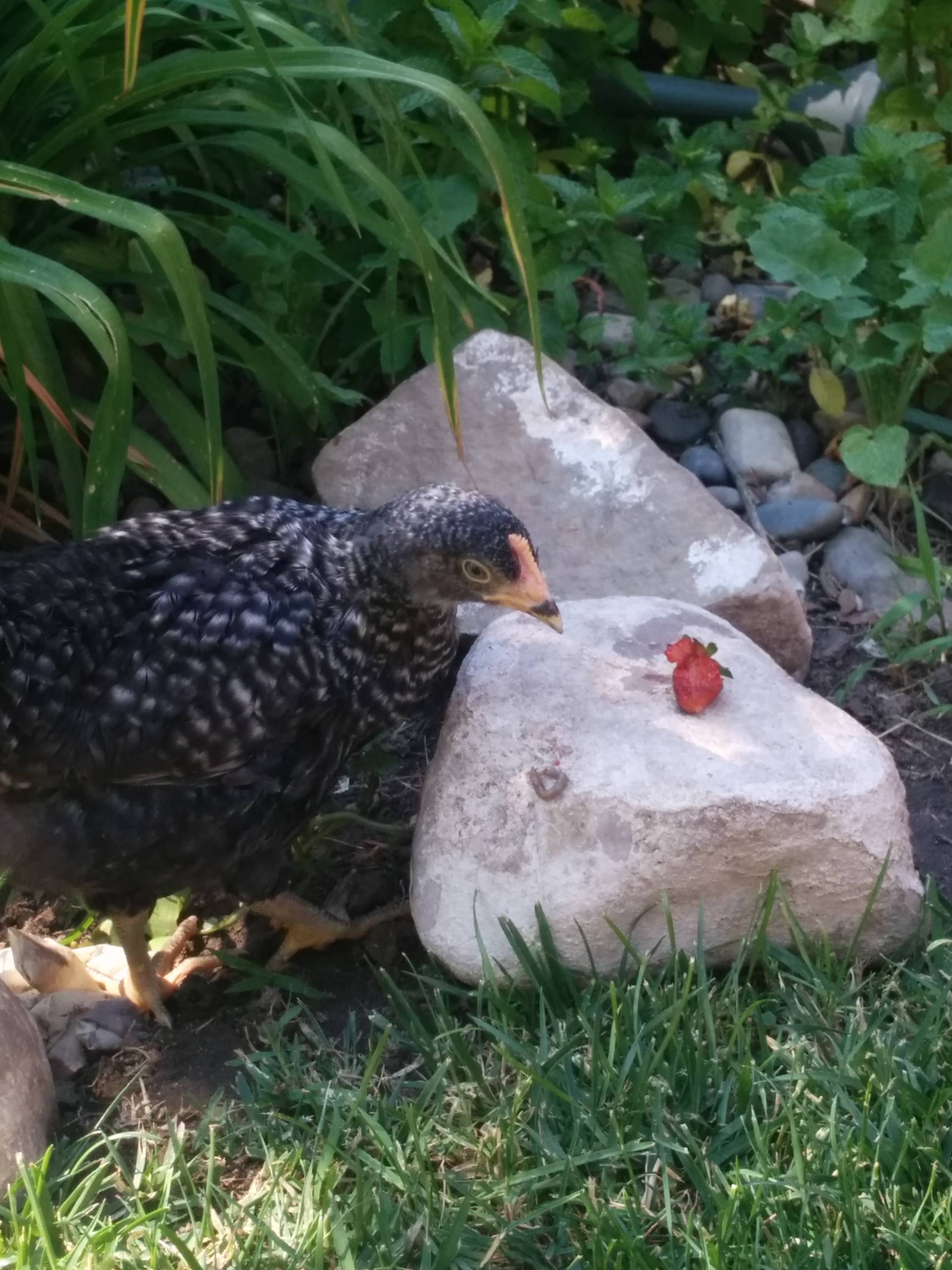 Her having a treat o Strawberry Surprise.  The worm is the surprise.