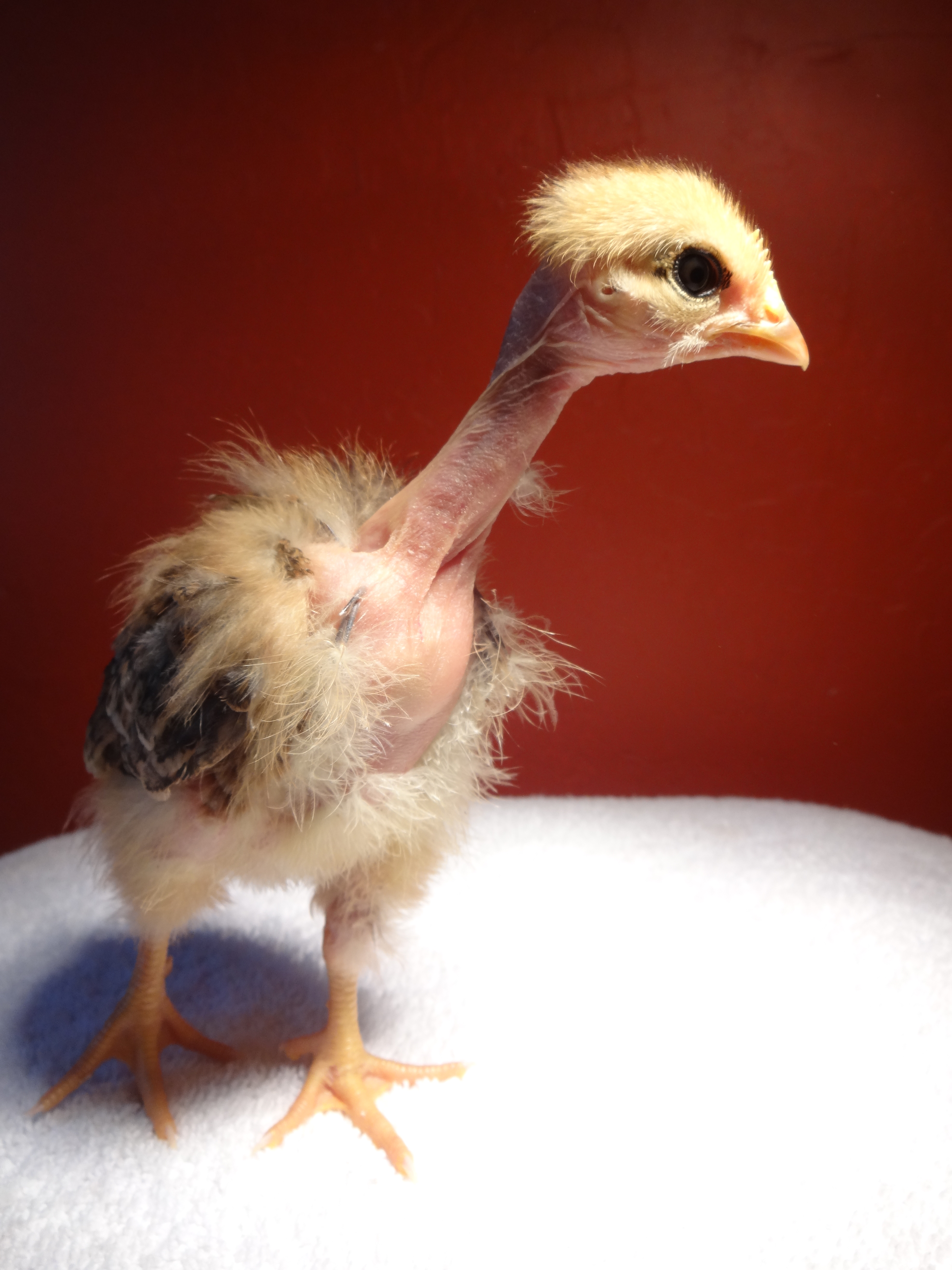 Her is Diva's "sister", Daredevil. Just Daredevil, no fancy names this time.