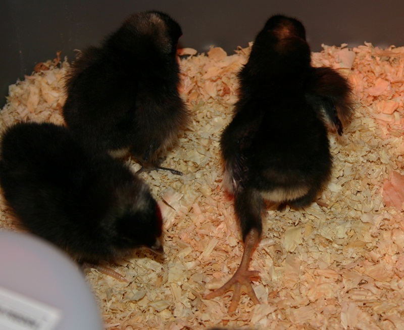 Her is one of them stretching after their trip home. Look at the size of those feet!