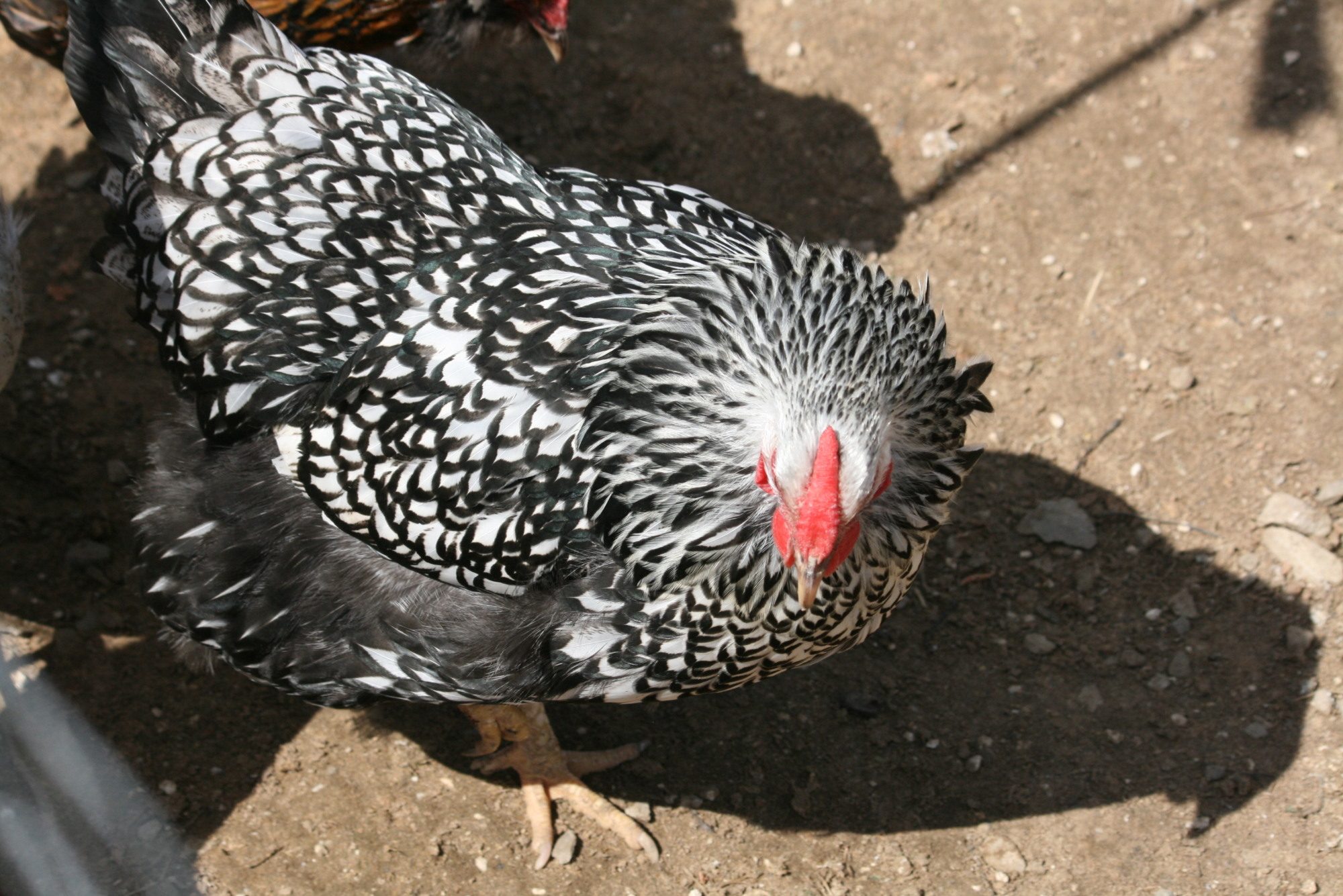 her name is Chickysnowwhite