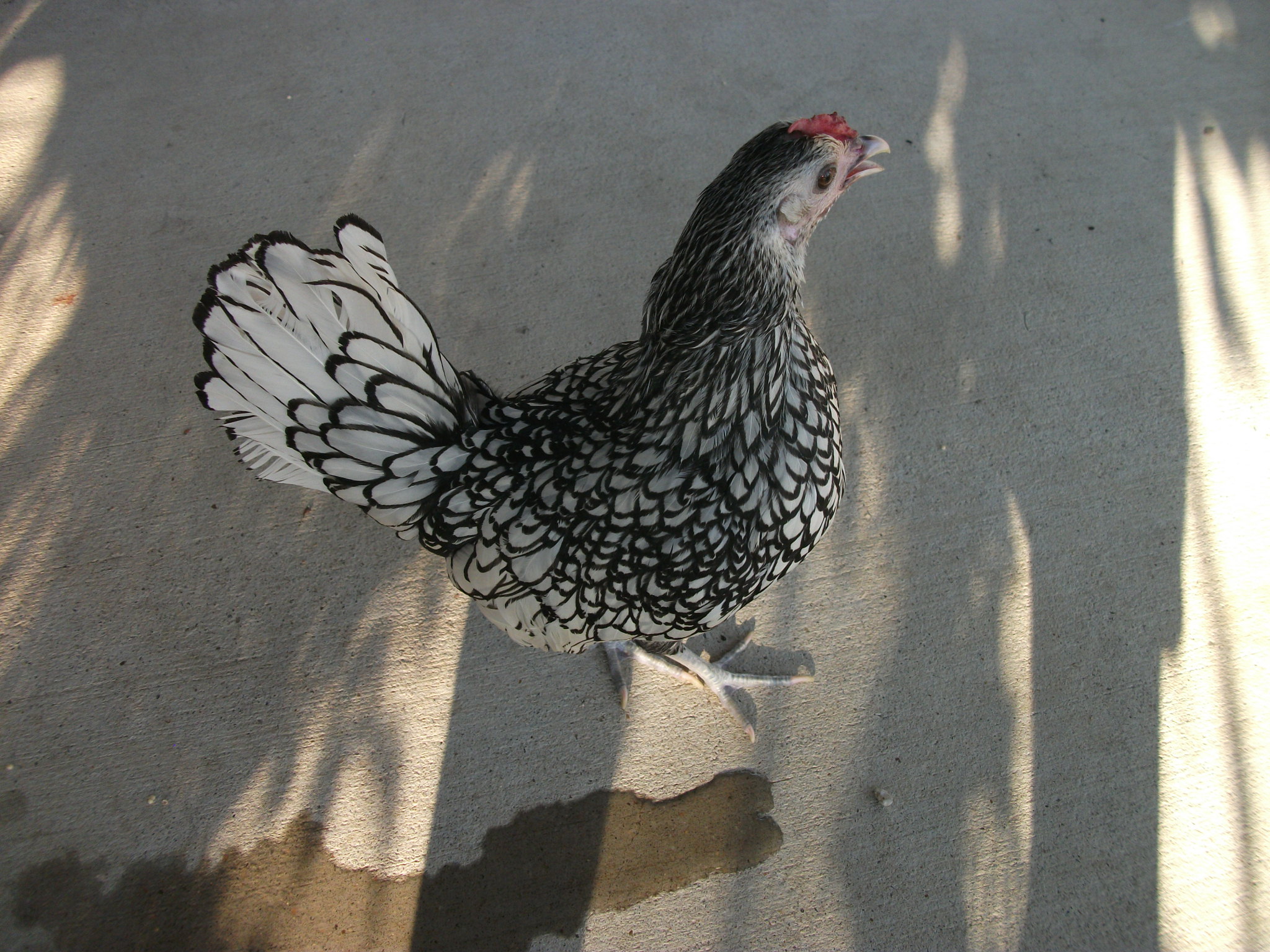 Her name is "Dang".  She will be One year old on Oct 2nd,  She has been laying one egg every +/- 36 hours for about 8 months.  She is a Silver Sebright who lives in her very own Chicken Castle in the house with me, but I take her outside every day that the weather permits.  When it's too hot, she is allowed to run around in the house; in specific TILE floored areas that are easy to clean up if she has an "accident"...though she usually tries to get back to her house when she has to go.  She's one SMART chicky!