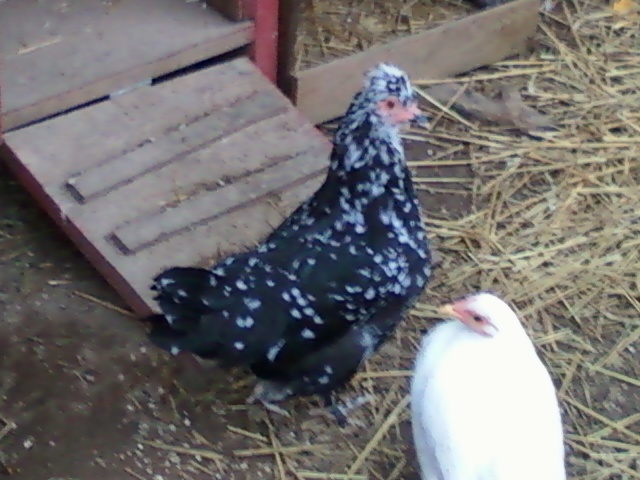 Her name is Happy Feet.  She is primarily black with white splotches however she also has green and red smaller splotches that are much smaller.  She is about 4 months old and is like a bantum size.