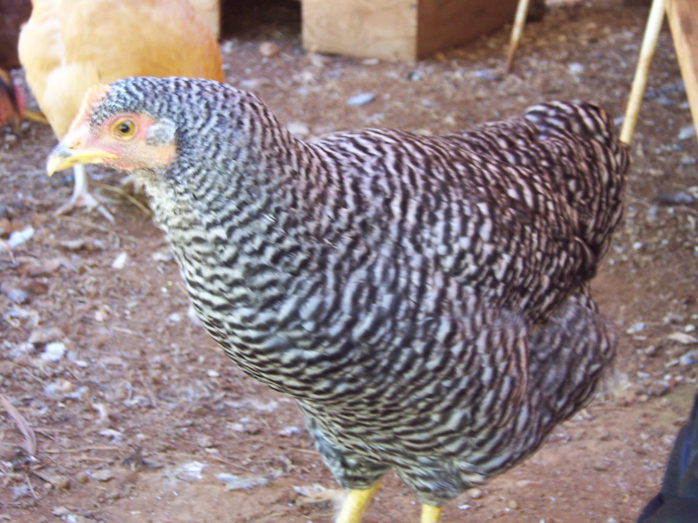 Her name is Iko. Barred Rock 19 weeks.