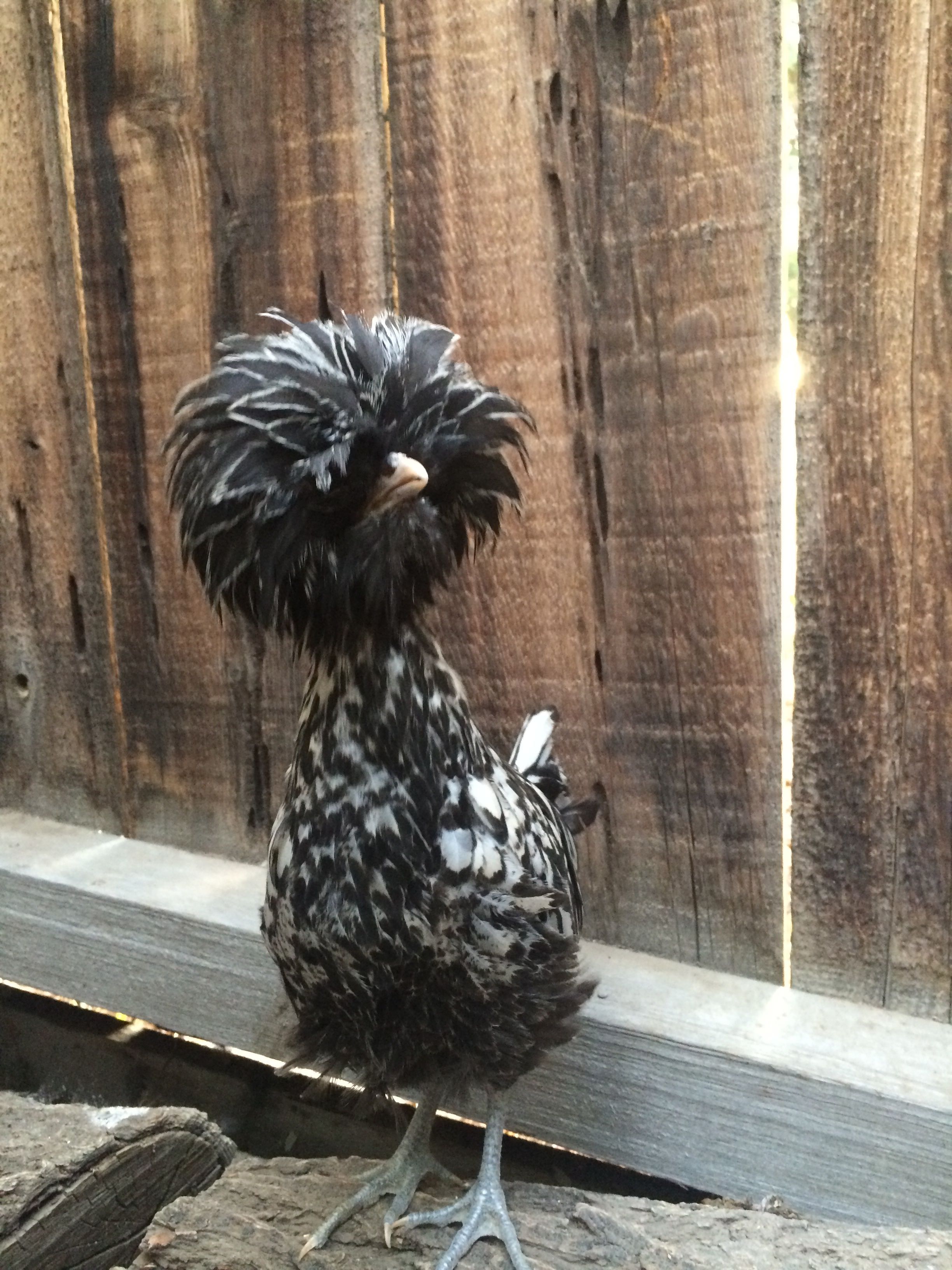 Her name is Lola....