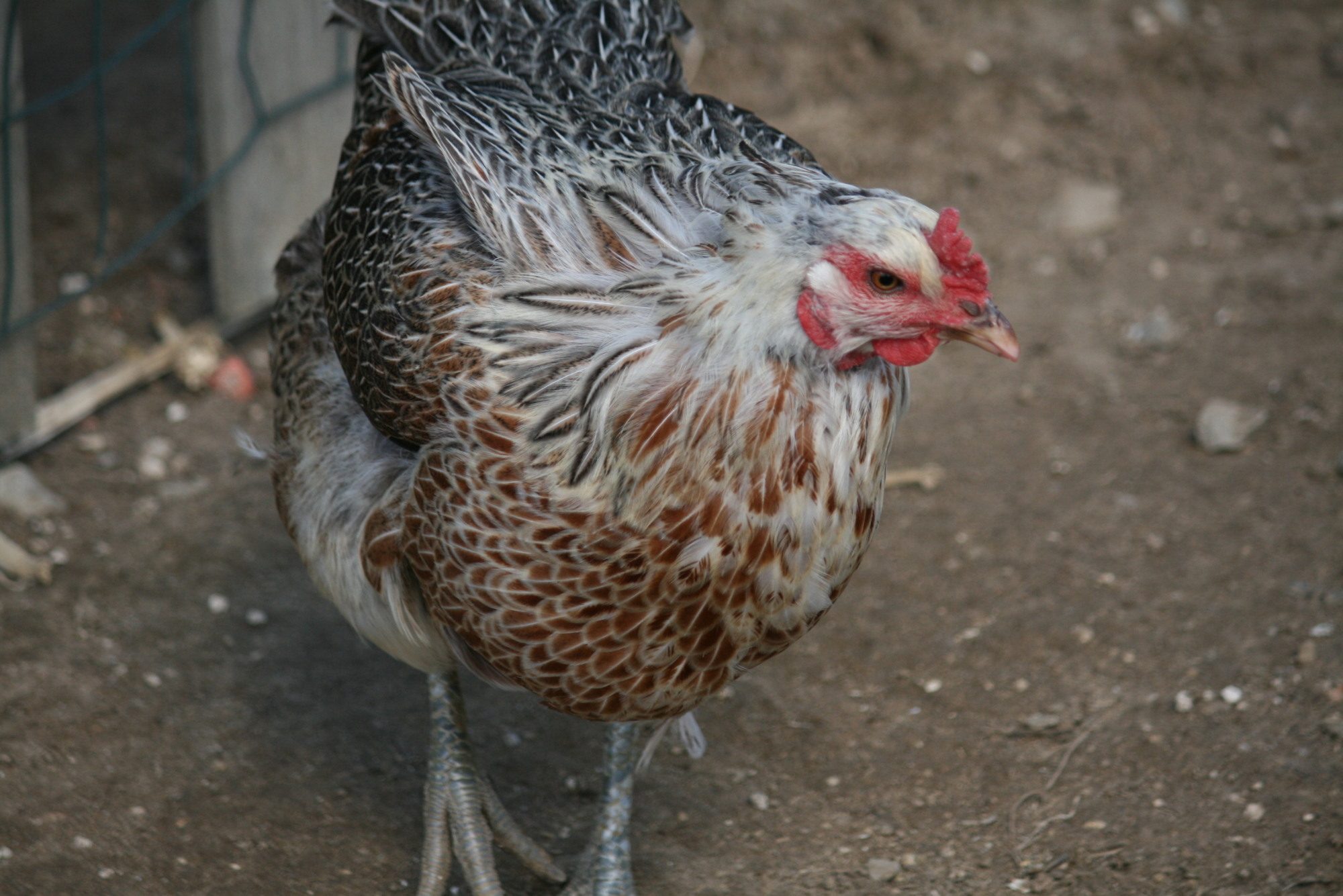 her name is Smarties a.k.a. Mamabird