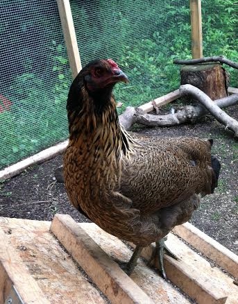 Her pea comb is getting bigger :)