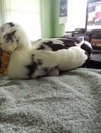 Her second....and normal egg

:)