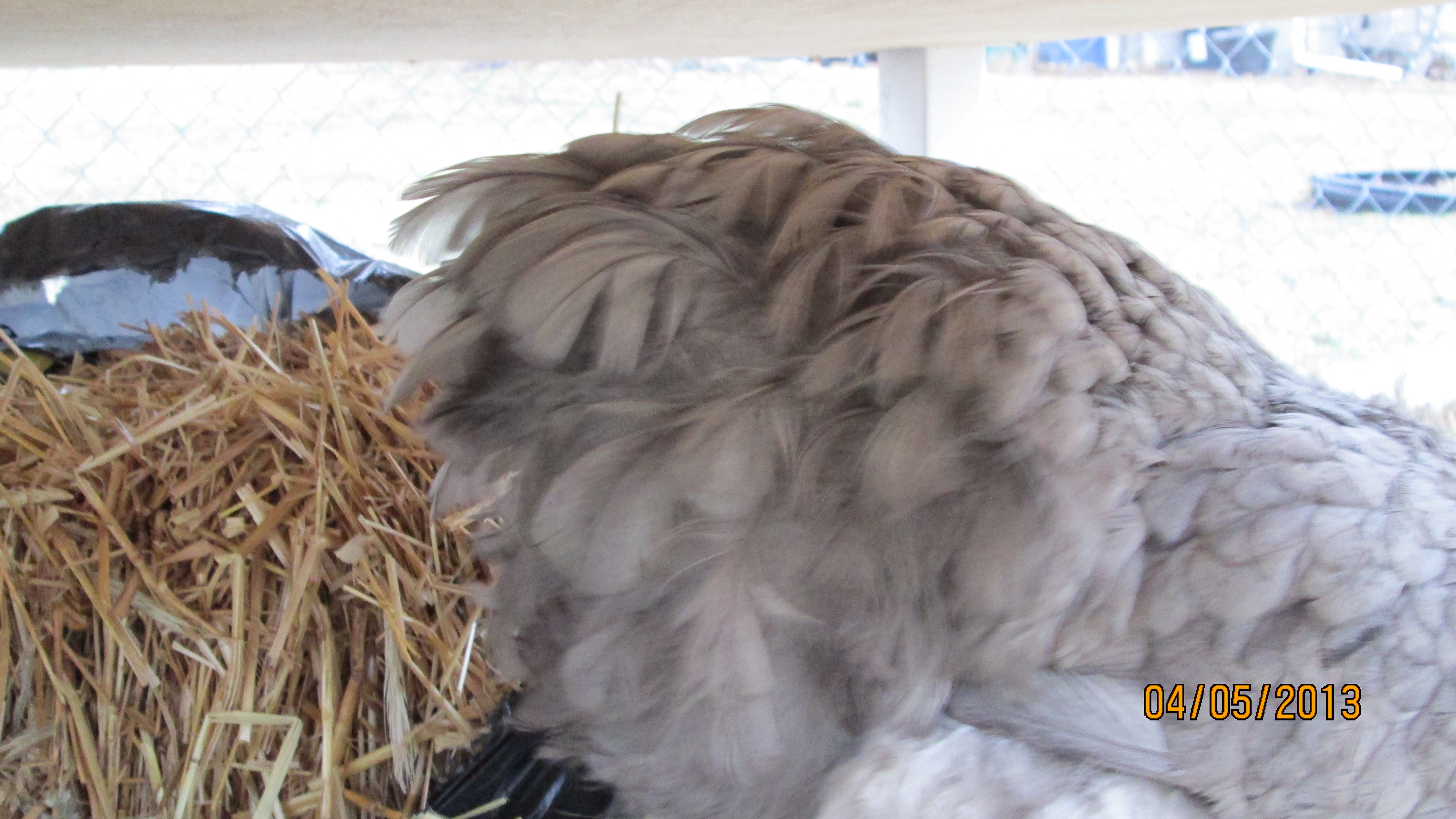 her tail feathers