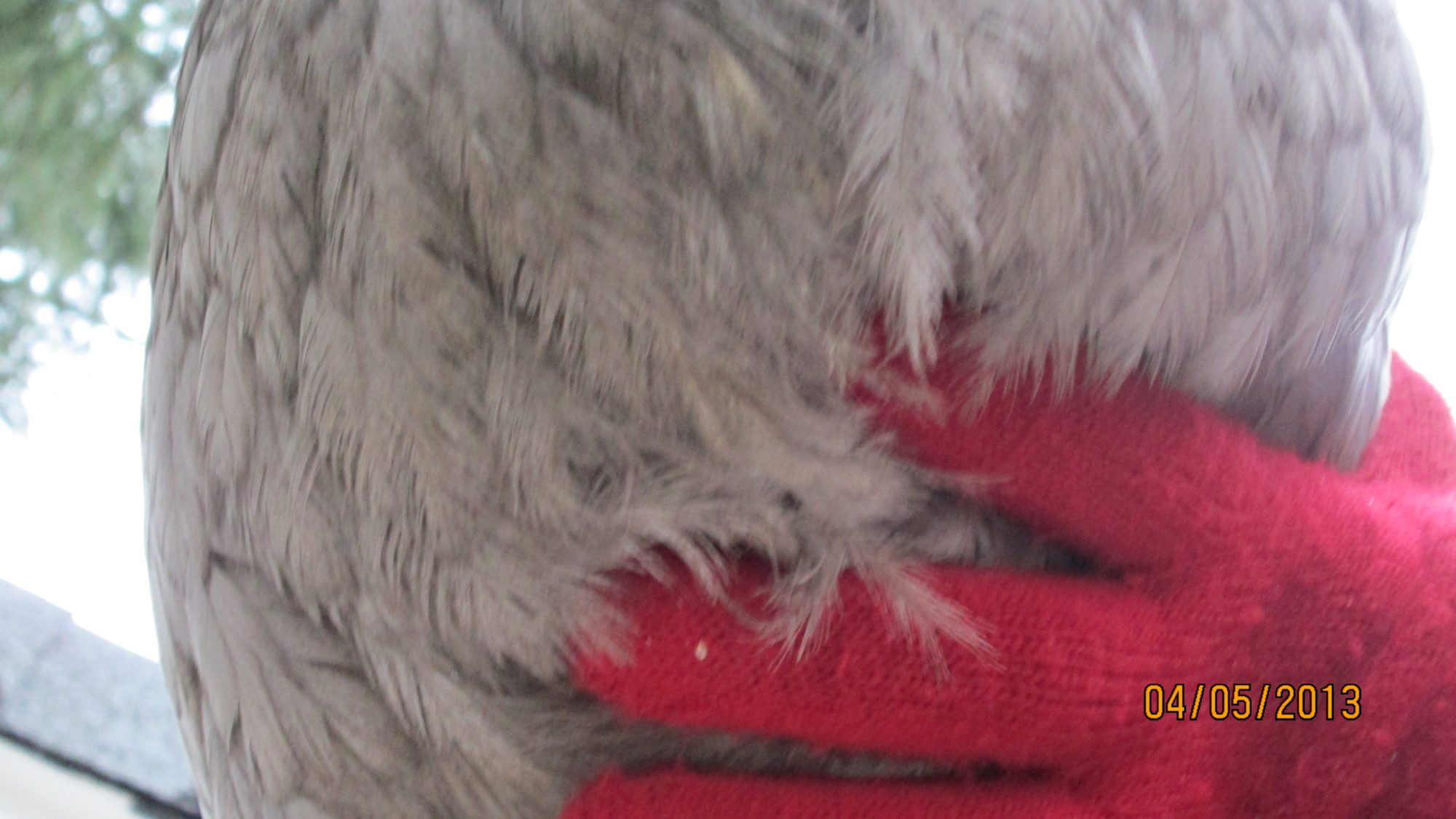 her underfeathers/feathers on her stomach