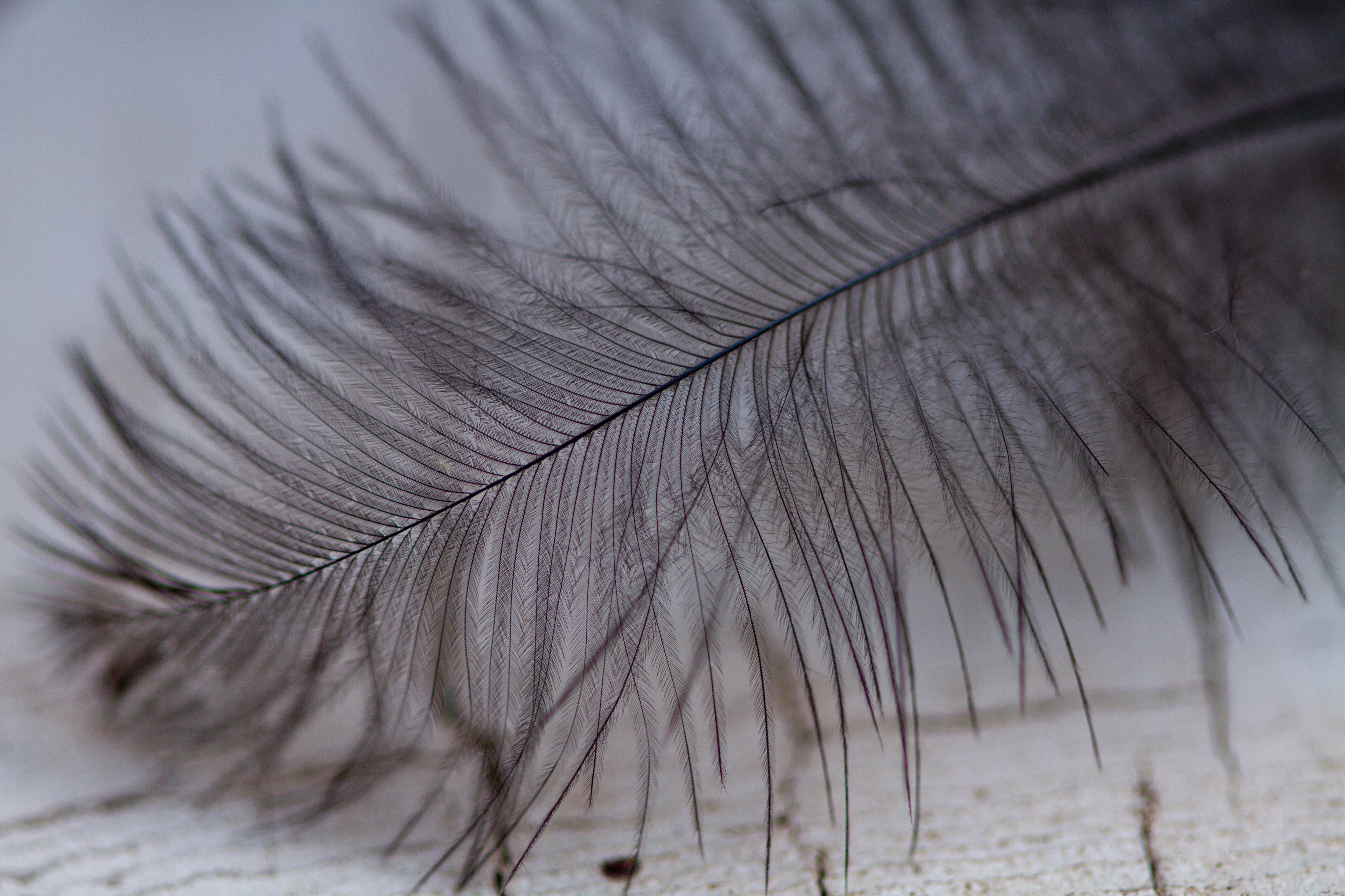 Her wing feather.