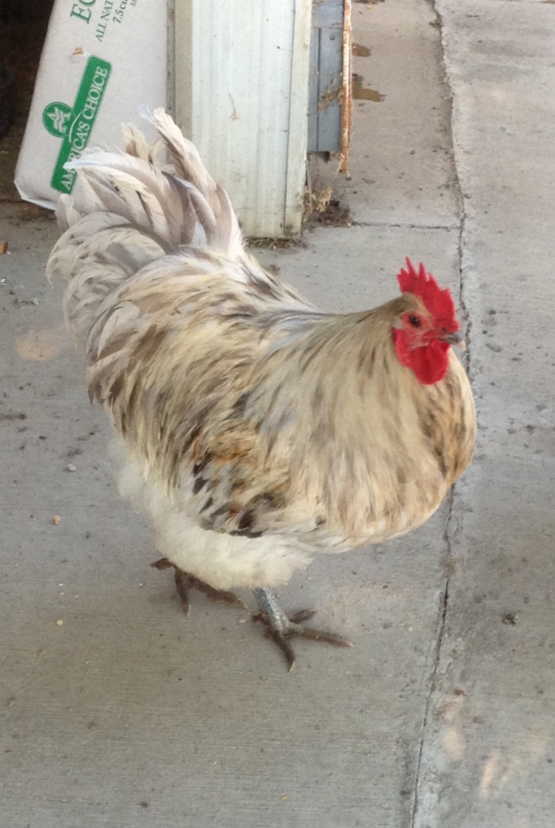 Hercules <3