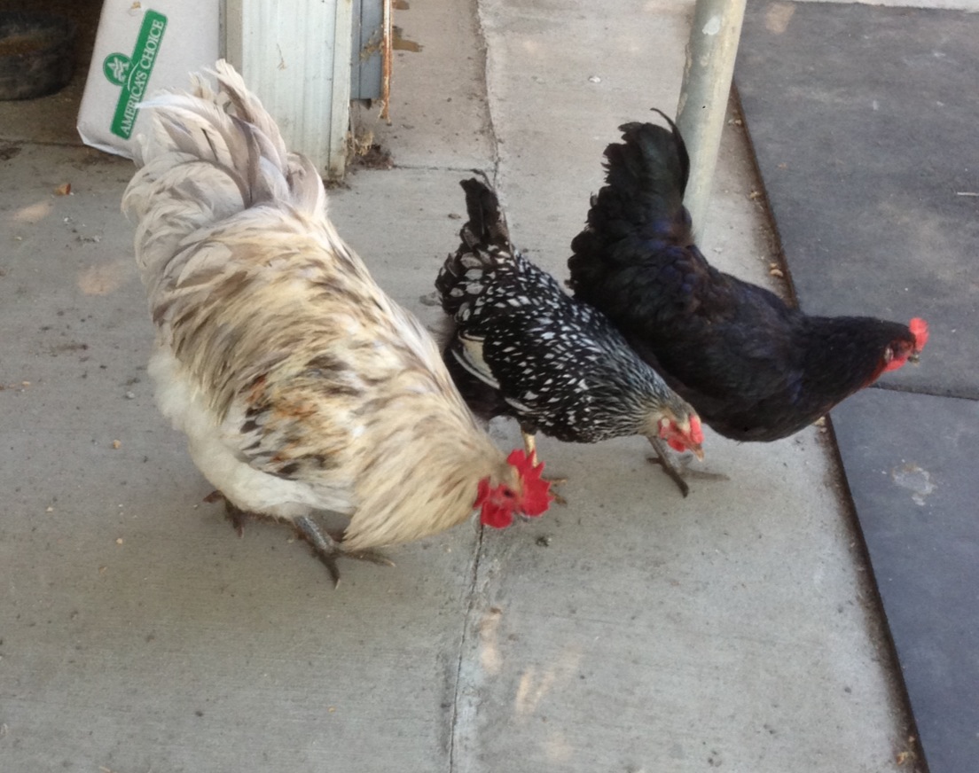 Hercules and the girls!