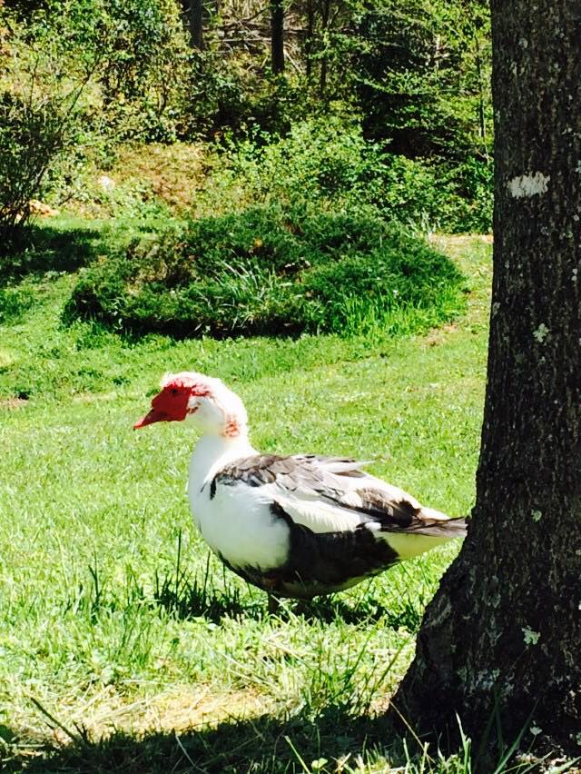 Hercules : Best Daddy Duck:goose Ever