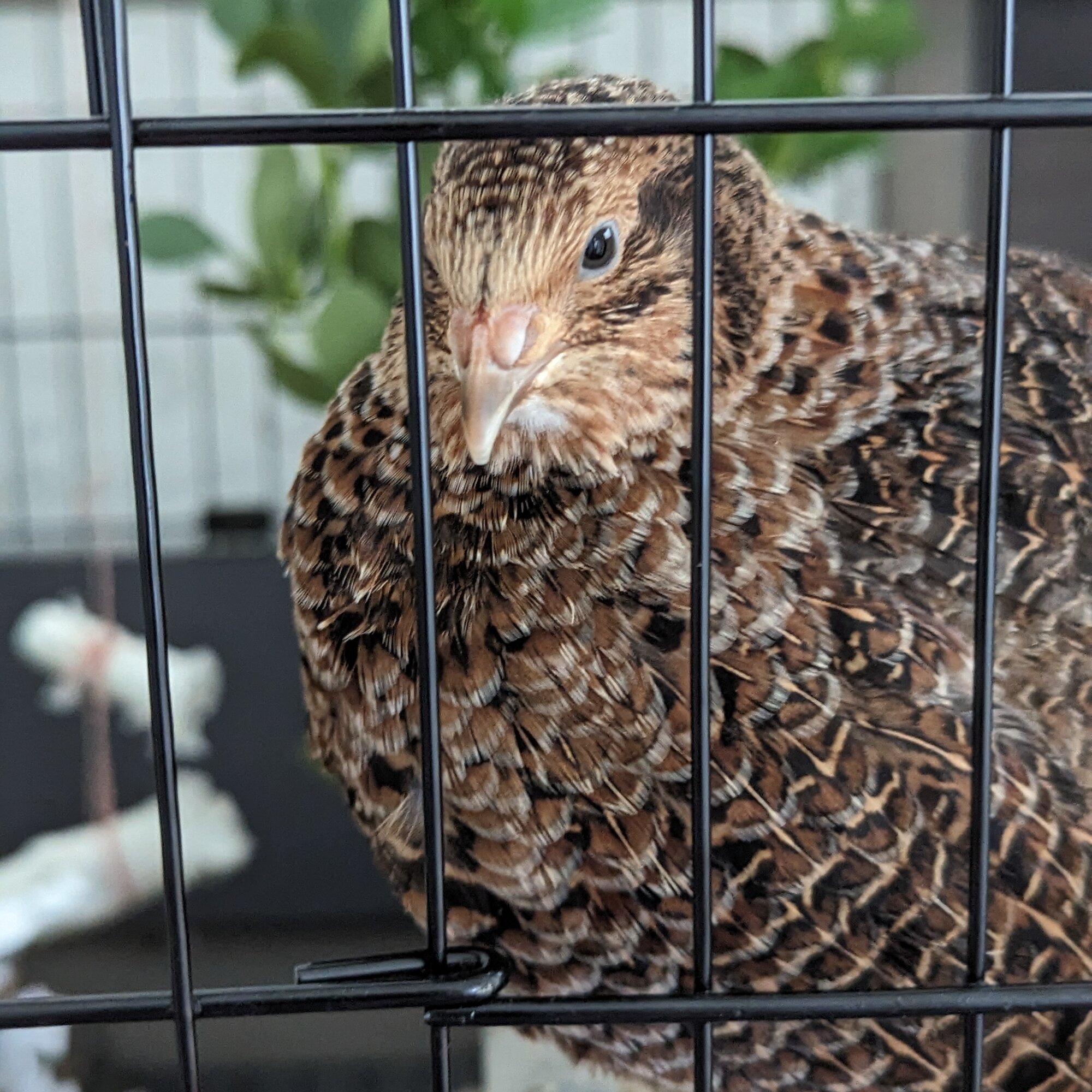 Hercules the Quail