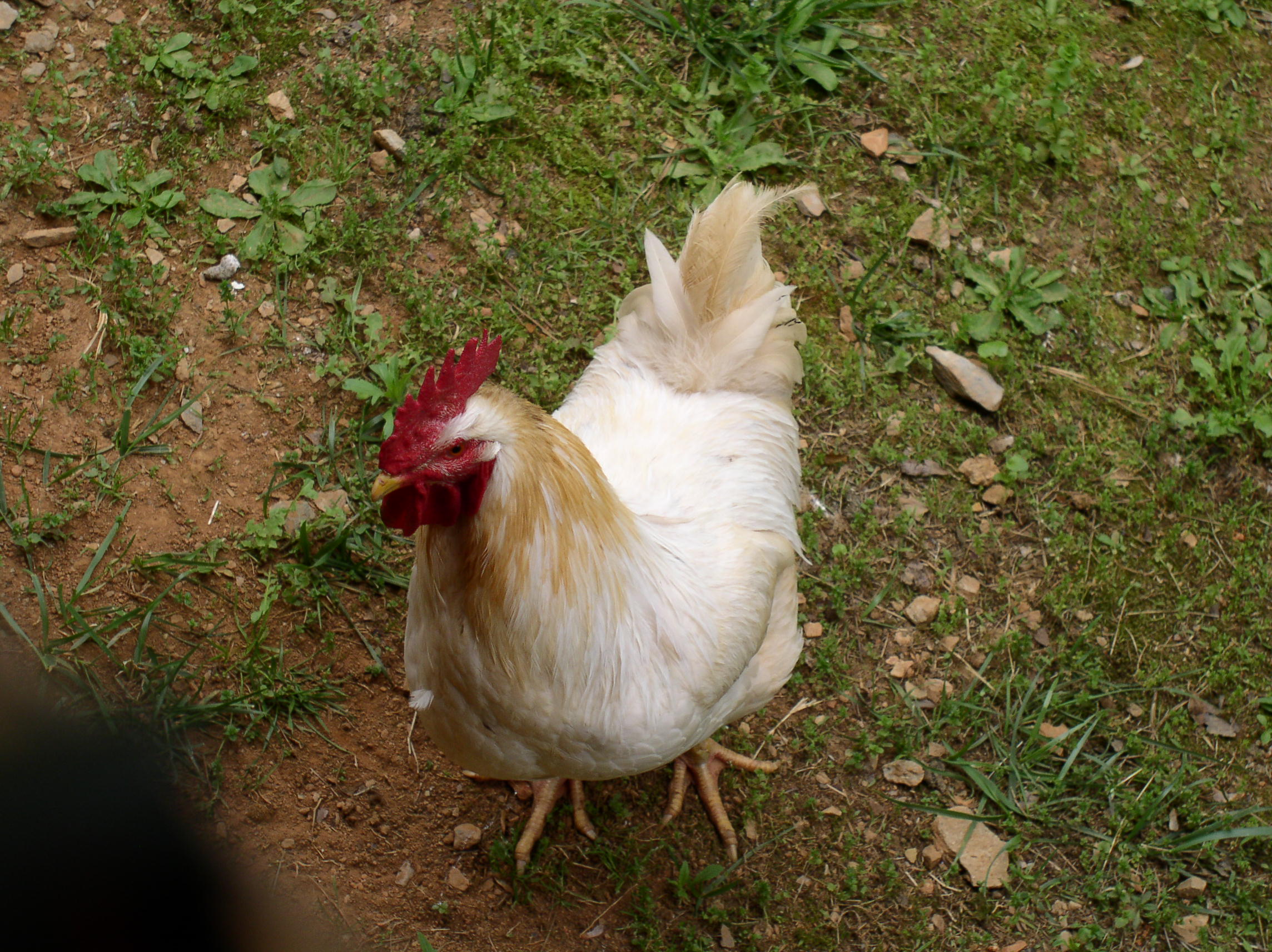 Hercules was such a great Rooster/Leader/Protector