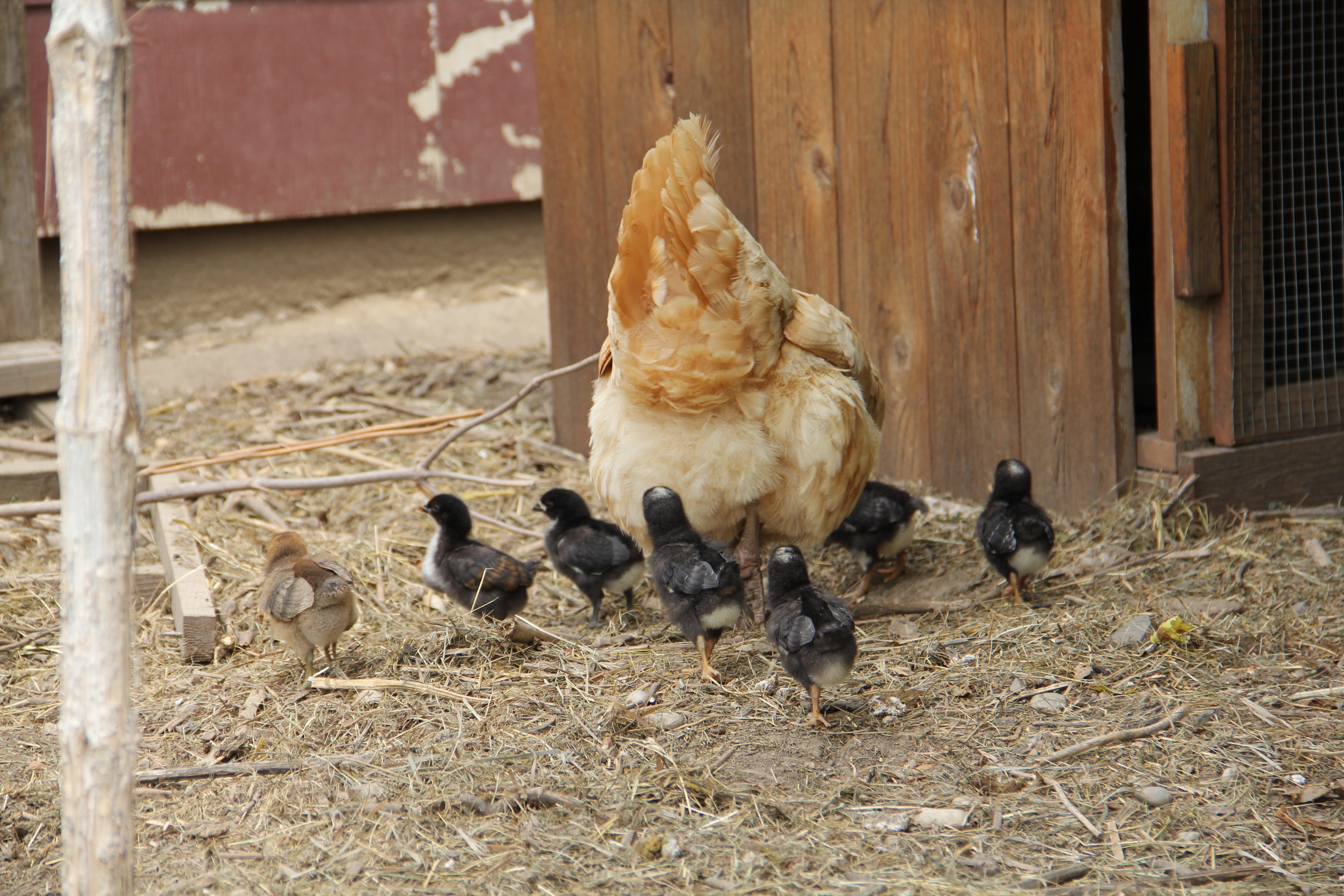 Here' all 7 of them.