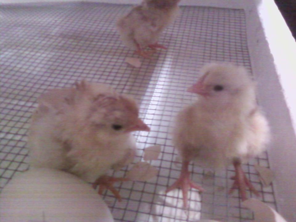 Here are 2 white leghorn babies