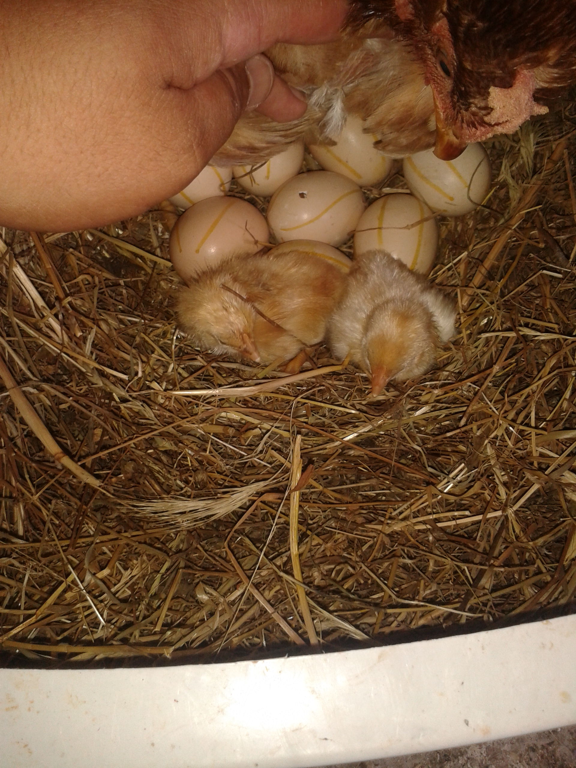 here are 3 little chicks.. 10 other eggs remained.