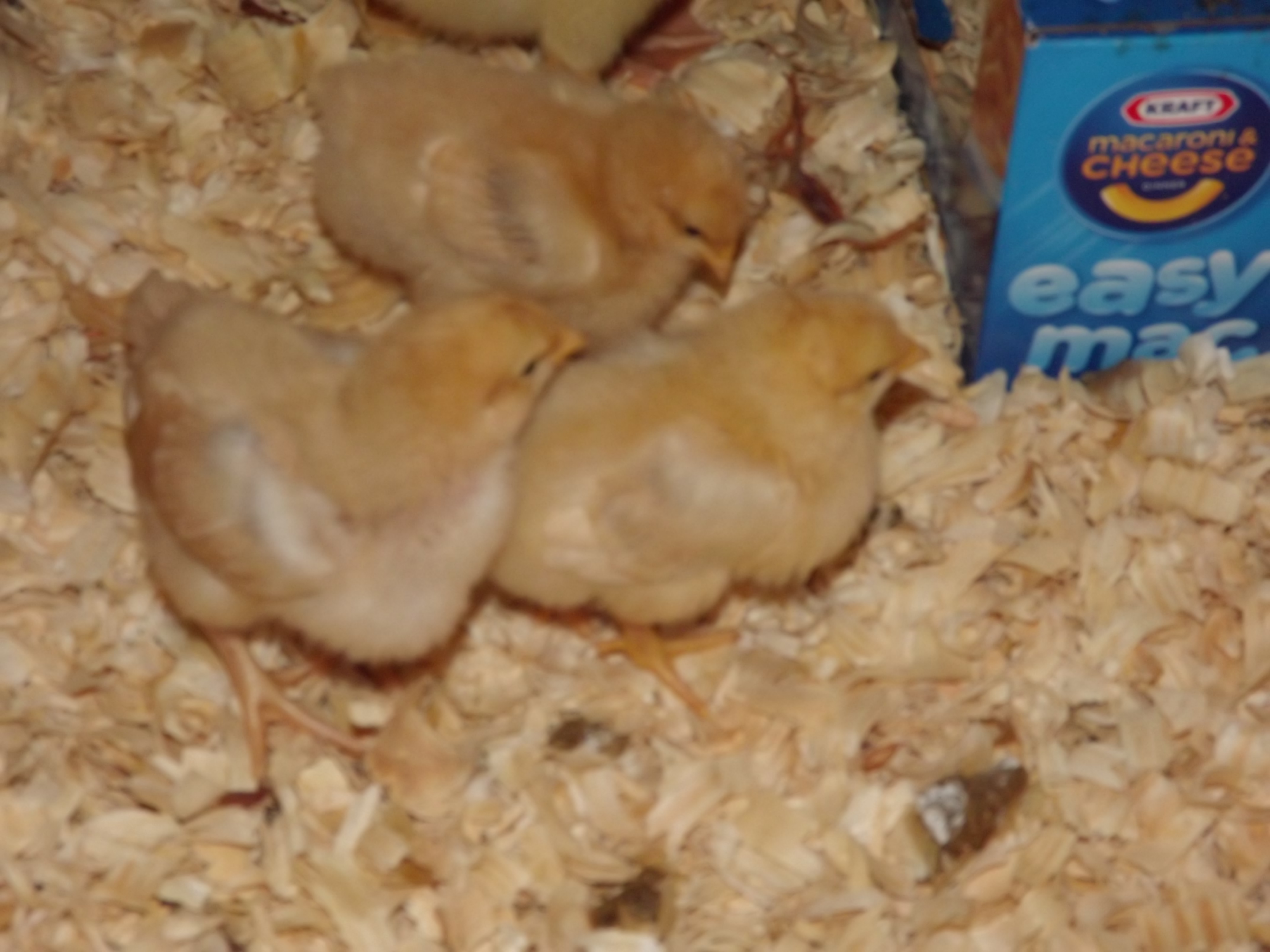 Here are 3 of the chicks having a meeting...