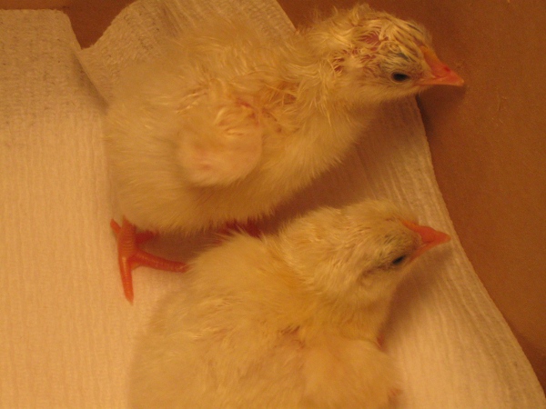 Here are a couple of fuzzy butts in the brooder.