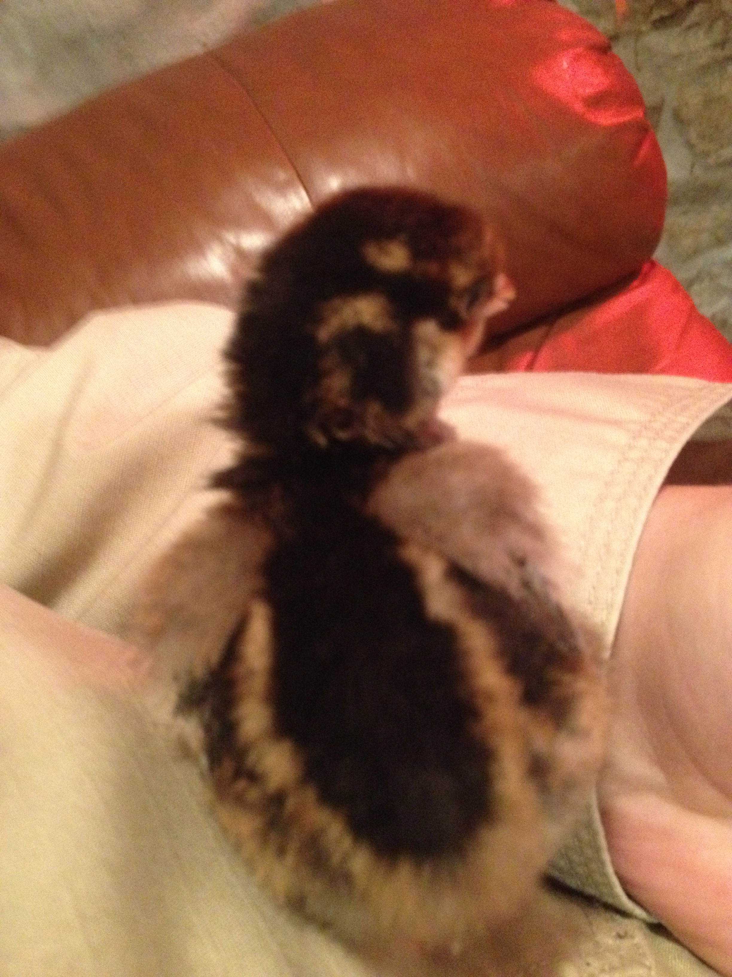 Here are a couple of our BLRW Chicks. 2 days old and looking good!

Does anyone know what they will turn out to be by the way they are colored/patterned as chicks?