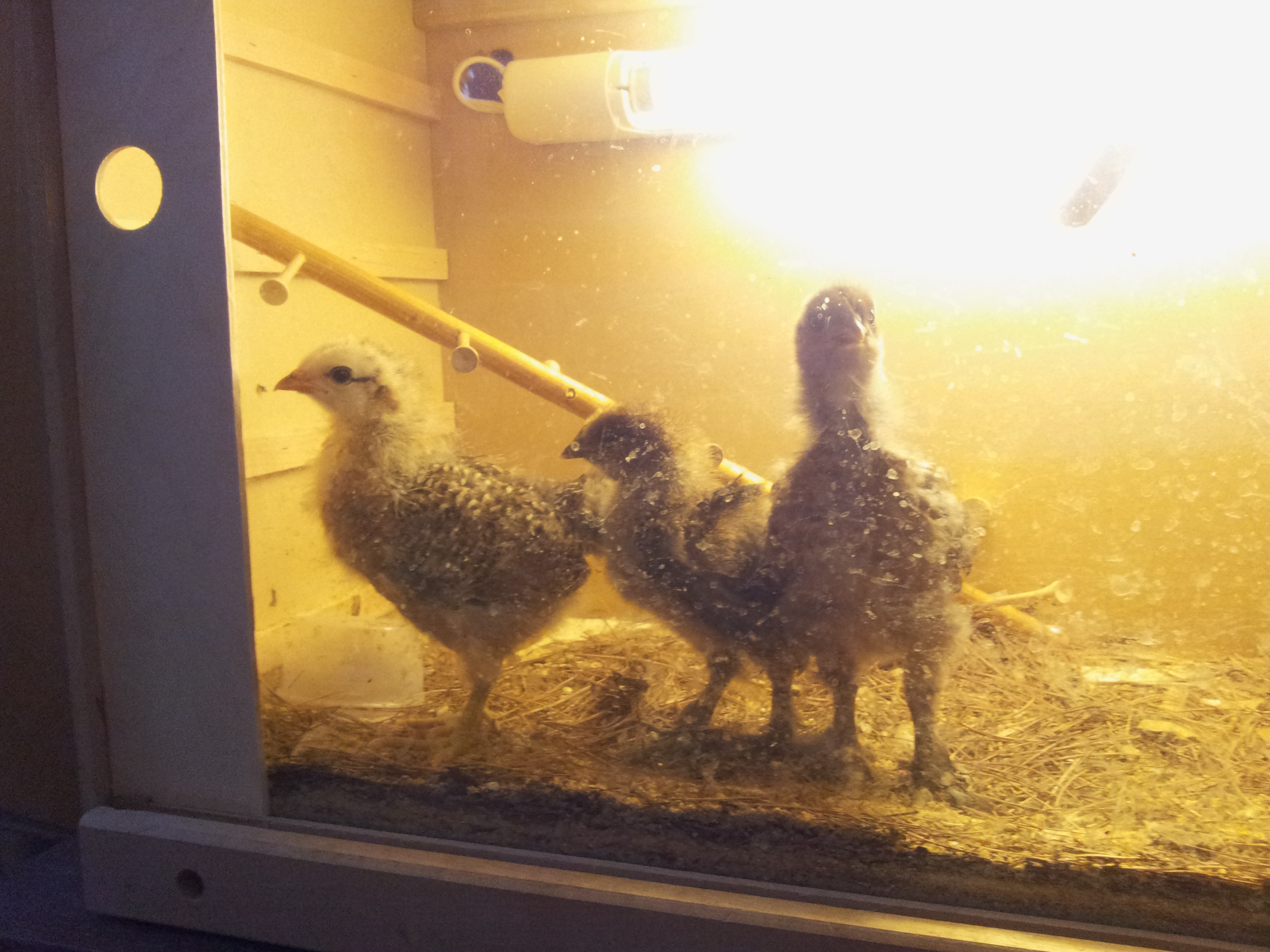 Here are all 3 chicks in a homemade brooder(I guess). from left to right we have Bigfoot, Serena, and Clucky