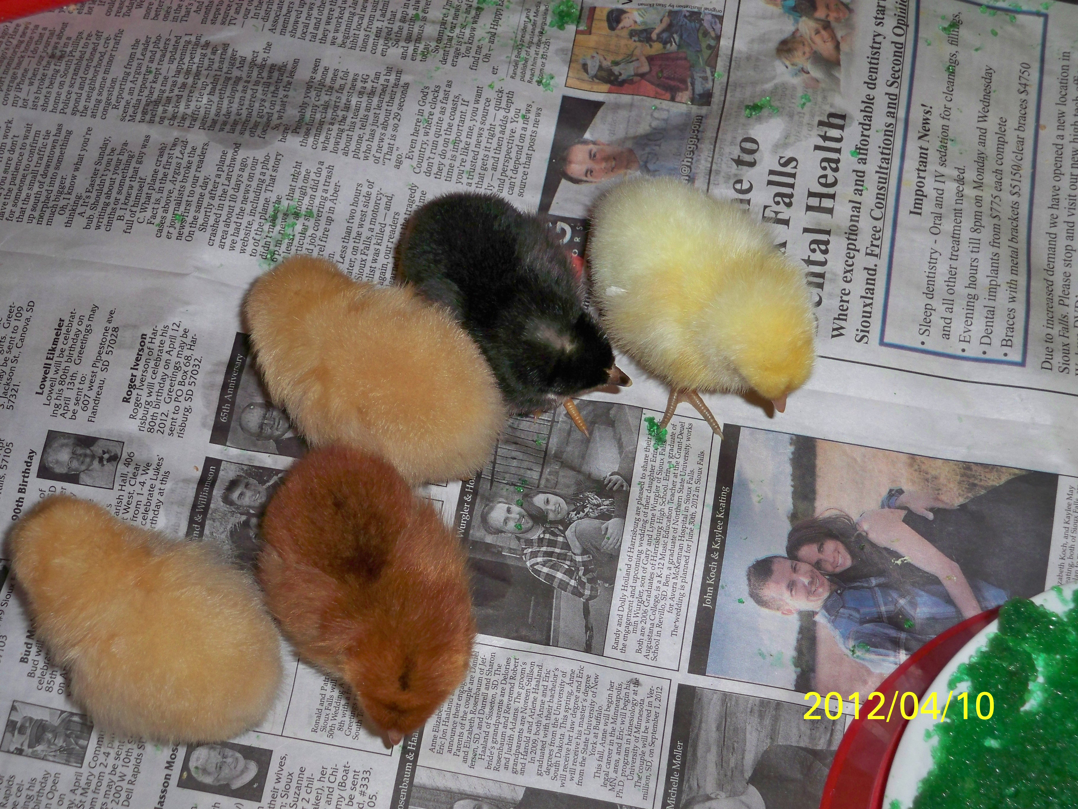 Here are all of what we received today April 10th,2012  we have 1 barred rock, 2 buff orpingthons and 1 RIR and 1 white plymouth rock.  They are sooo cute.