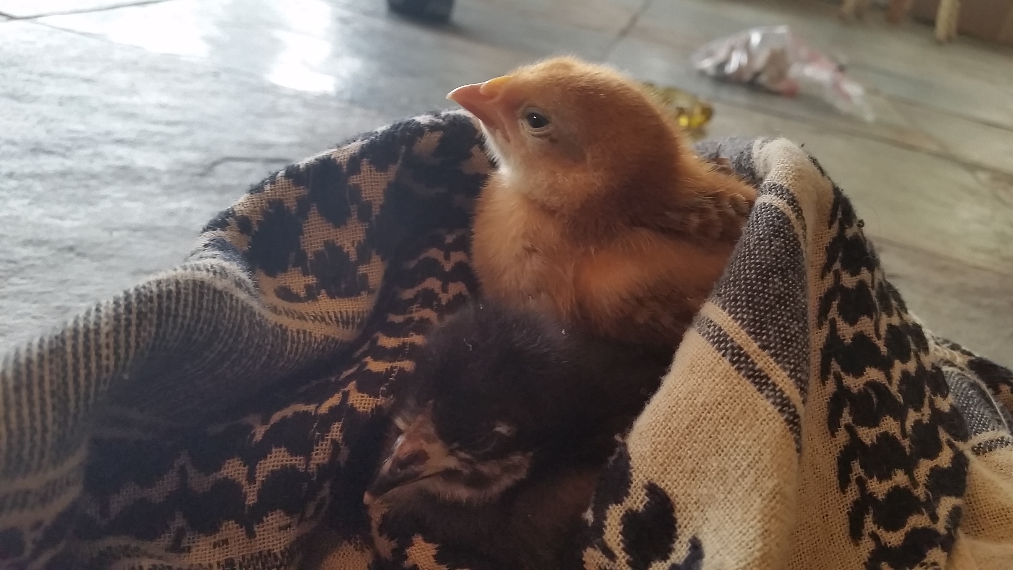 Here are both cuddling in my scarf! #crazychickenlady