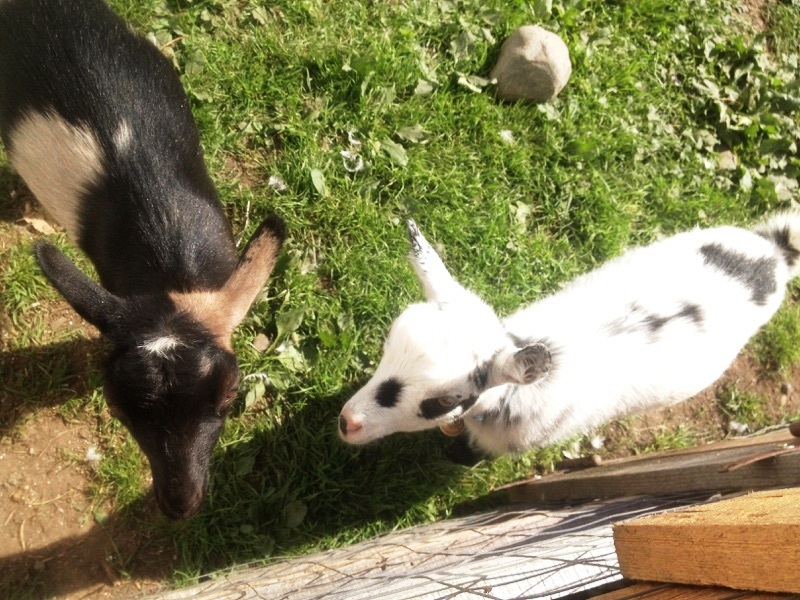 Here are my sweet little baby kids. Mocha (5mo on left) is the cutest little trouble maker. Cookie (4mo on right) is the sweetest little cuddler. They will be mama's some day and give me some sweet milk.
