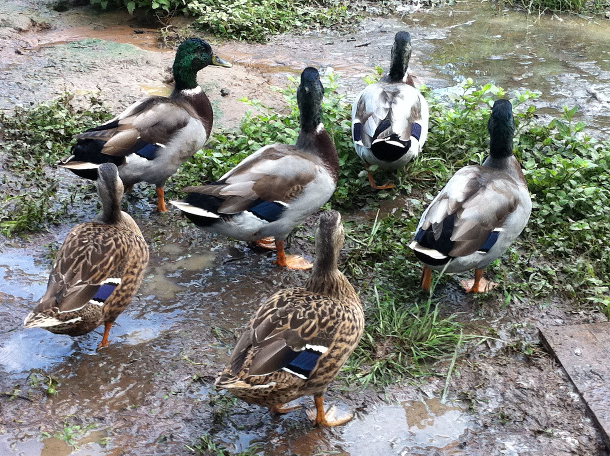 Here are our duckies almost grown. We do have one more girl who was being camera shy.