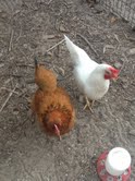 Here are Phoebe (the Leghorn) and Miss Prissy side by side.