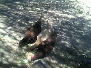Here are Ruby, Clair, and sally our first three hens last year around spring...