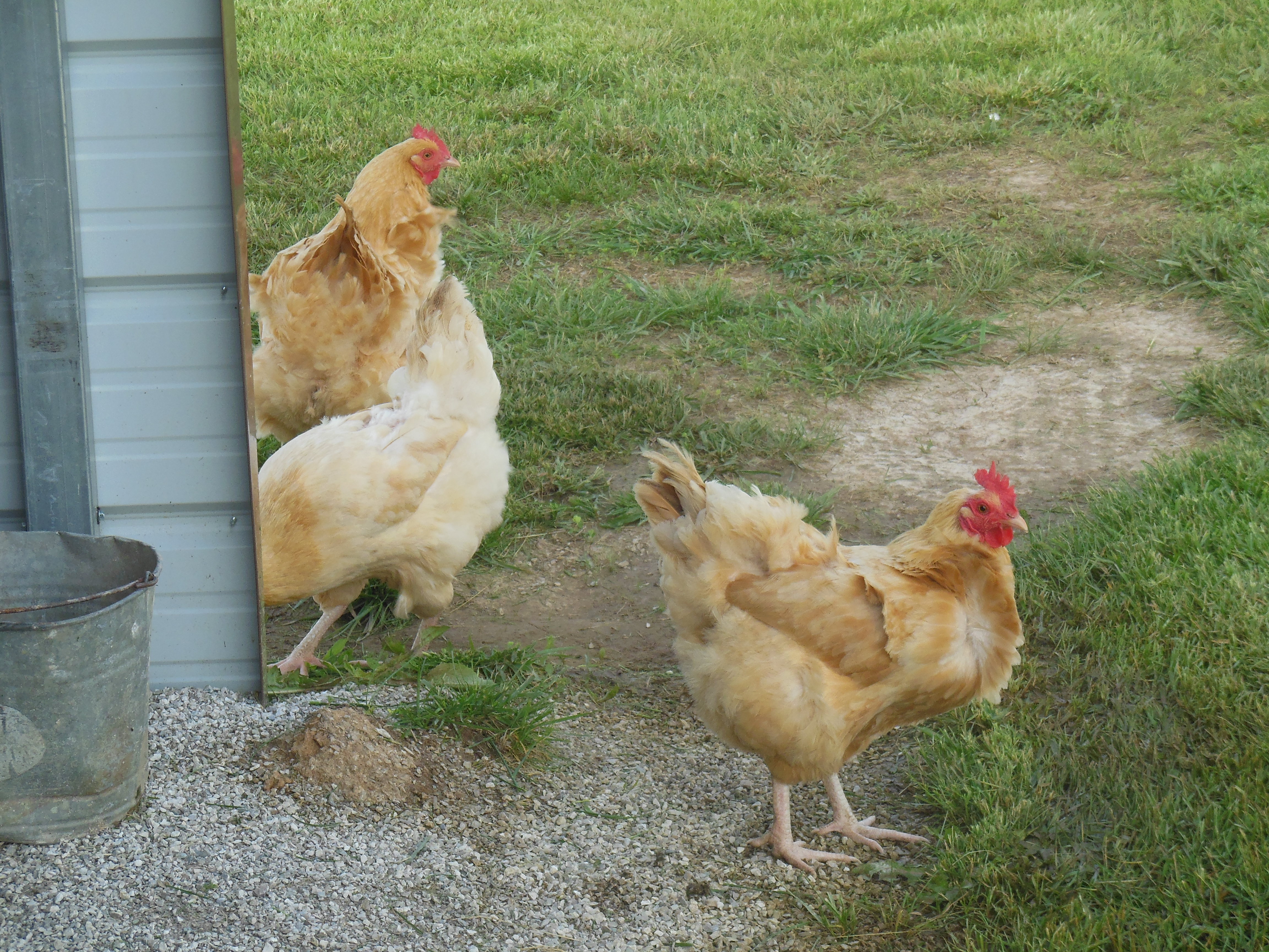 Here are some of my favorite Buff Orpington